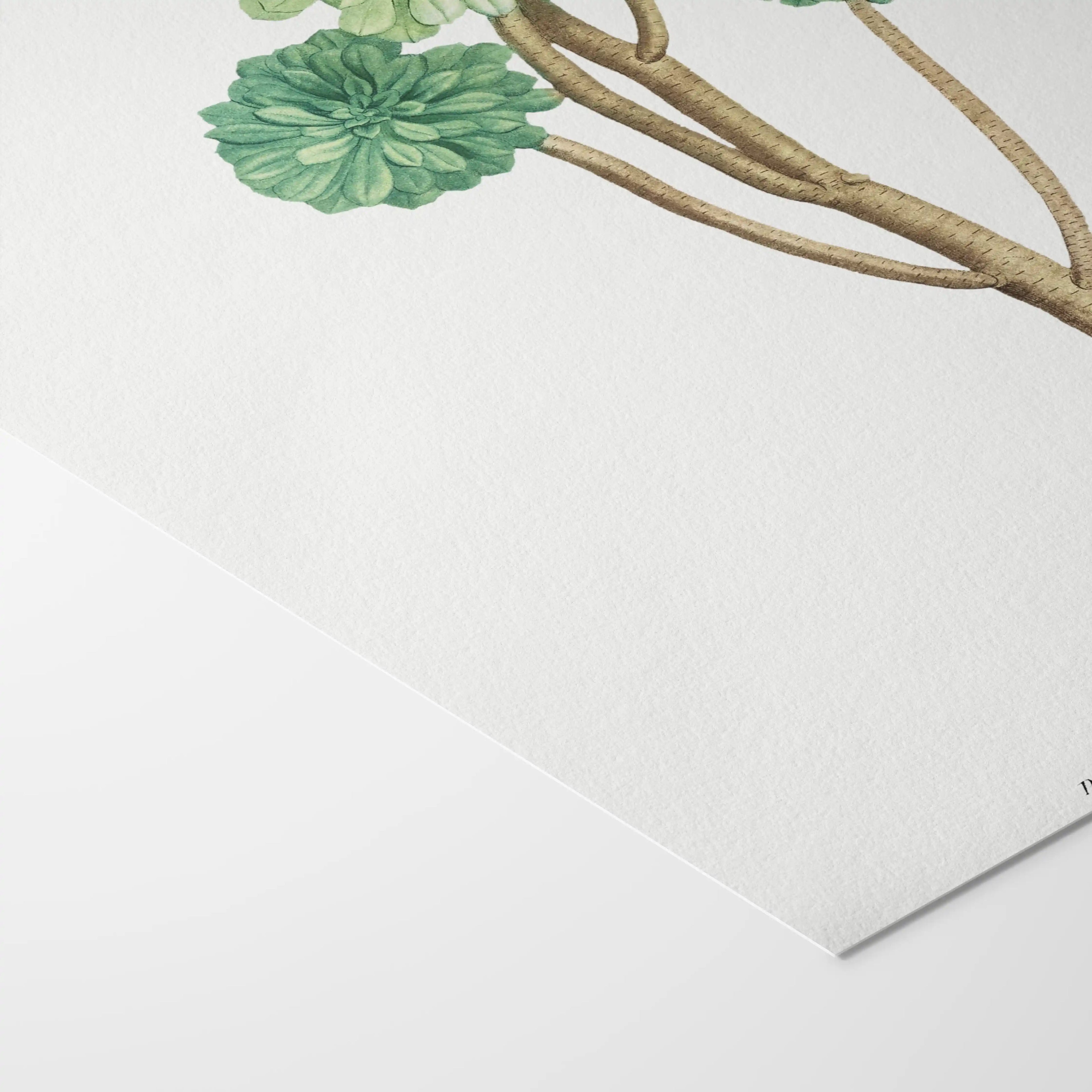 Plant Studies: Plate No. 51