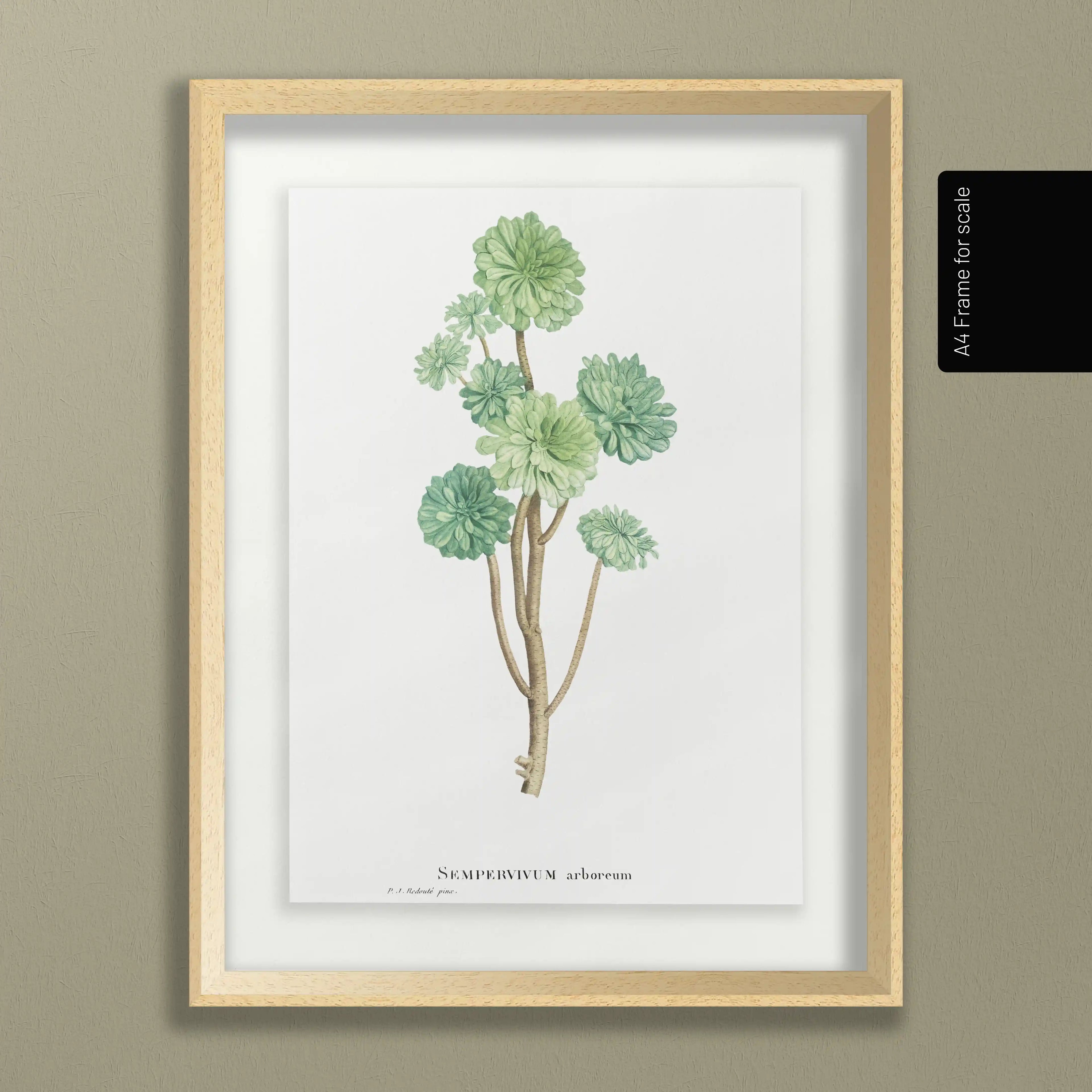 Plant Studies: Plate No. 51