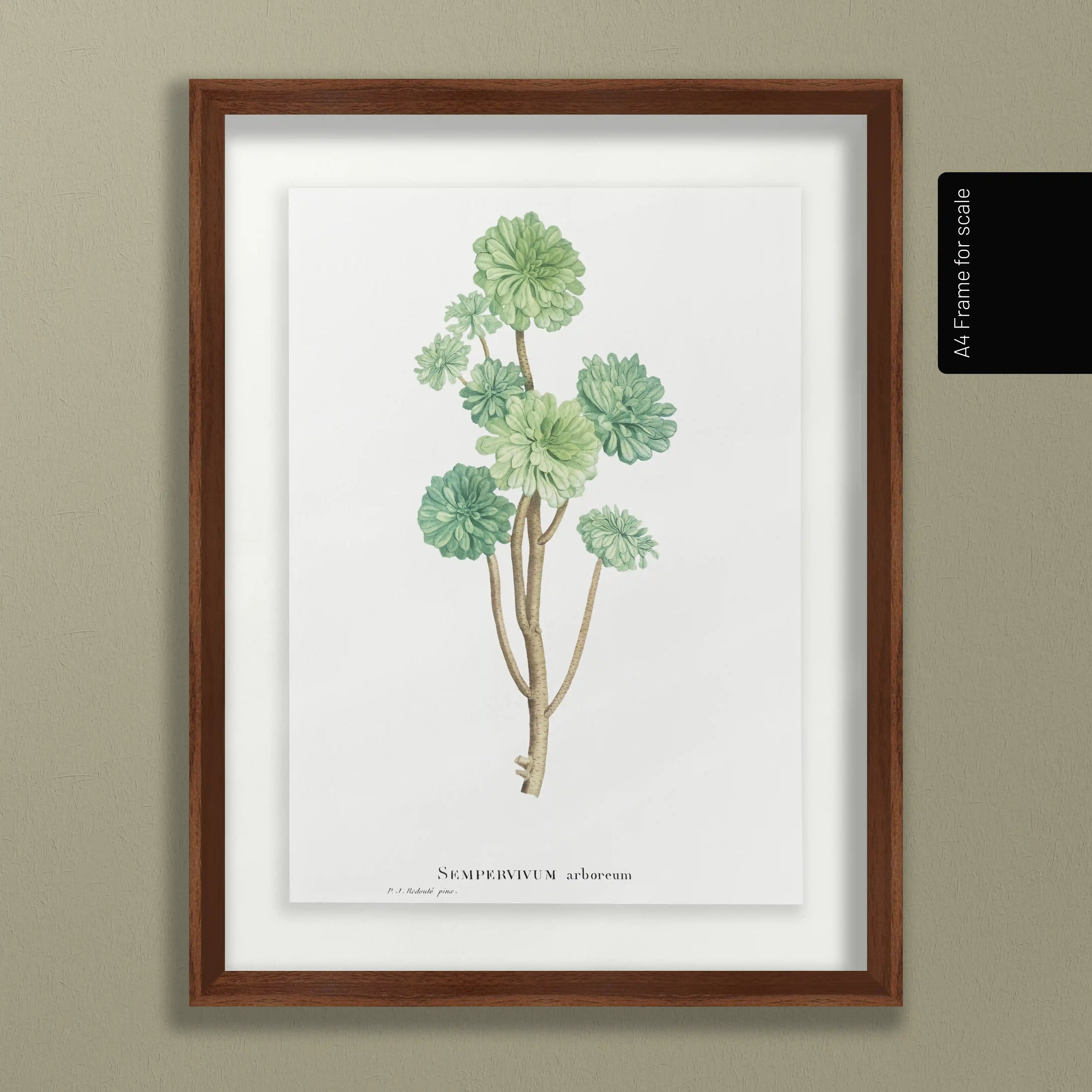 Plant Studies: Plate No. 51