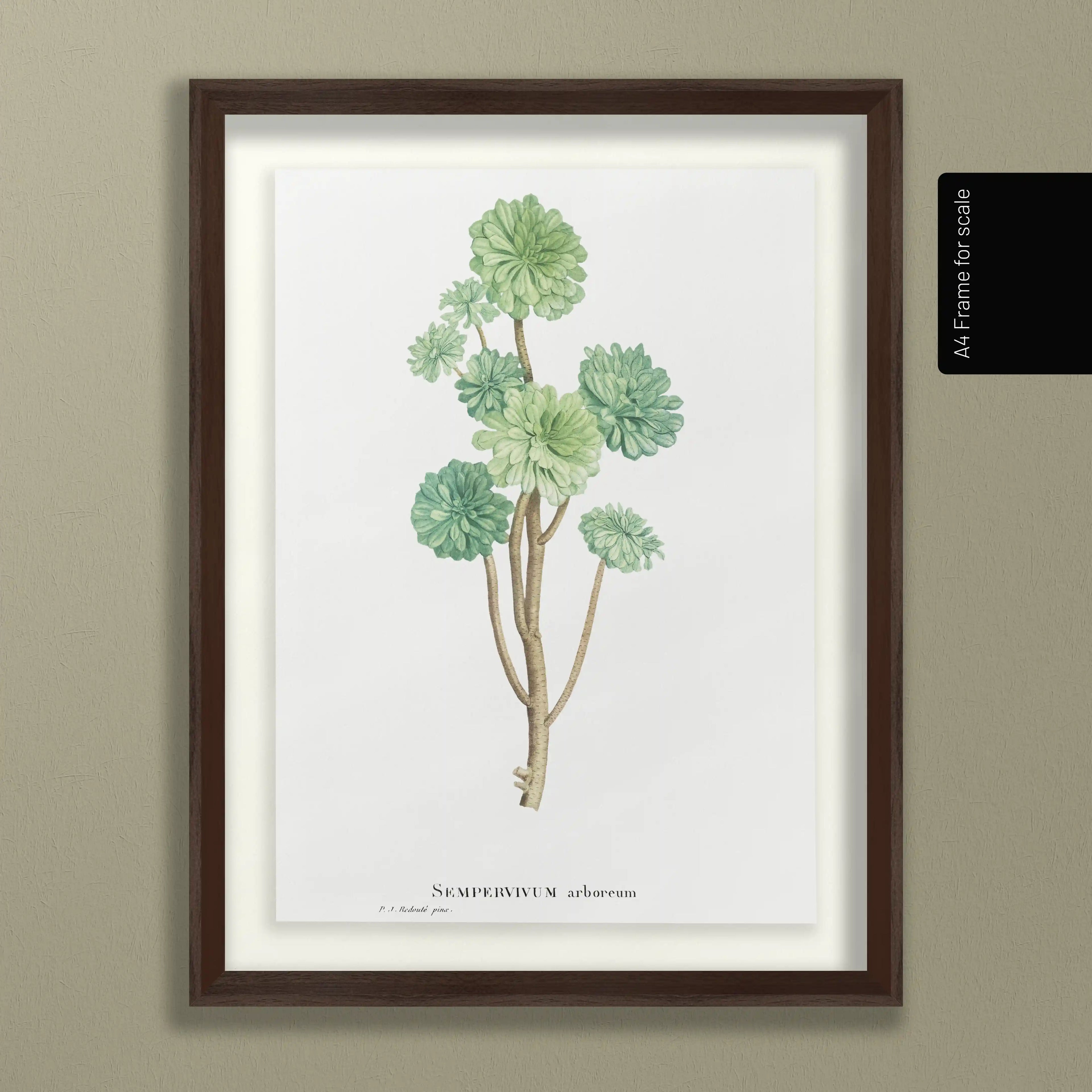 Plant Studies: Plate No. 51