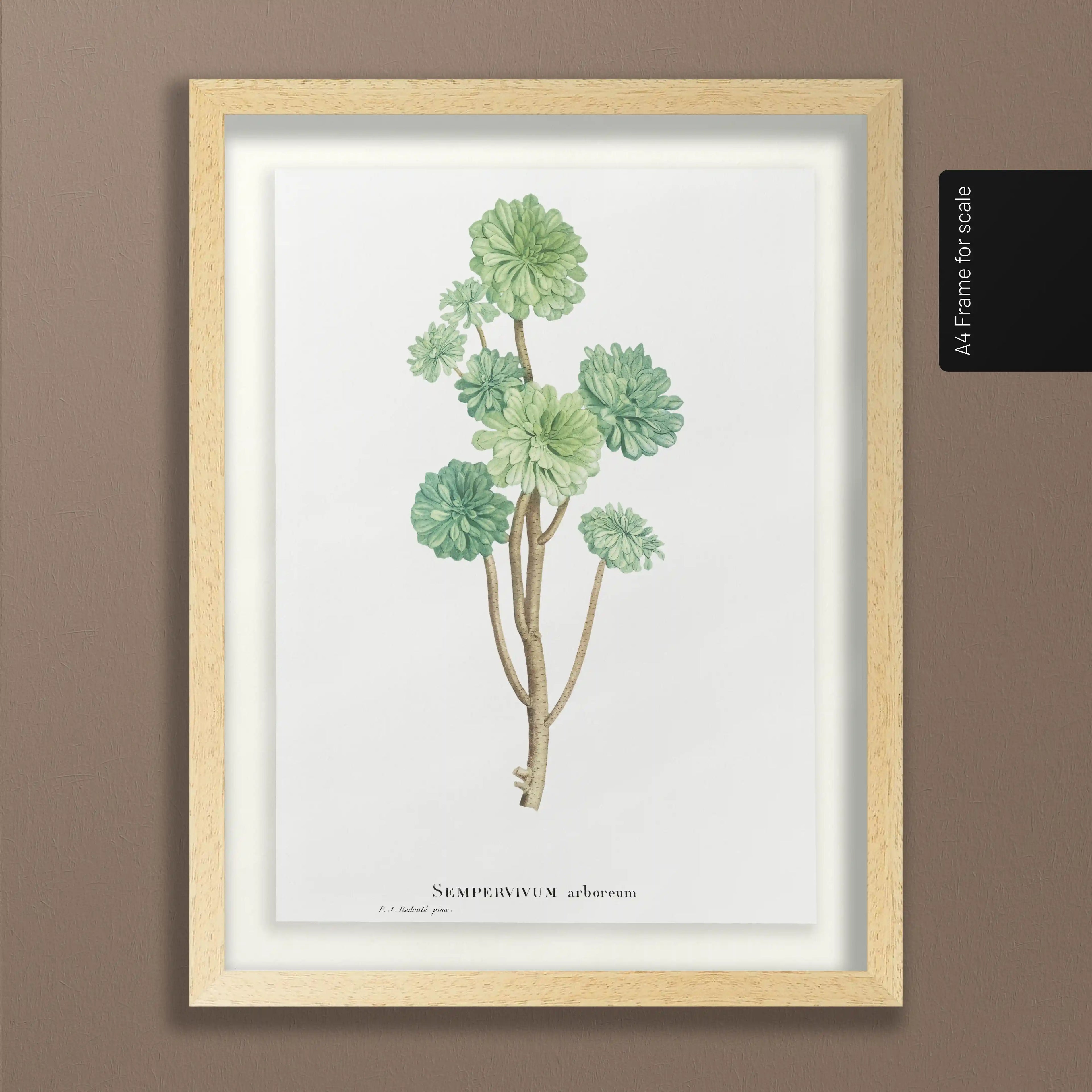 Plant Studies: Plate No. 51