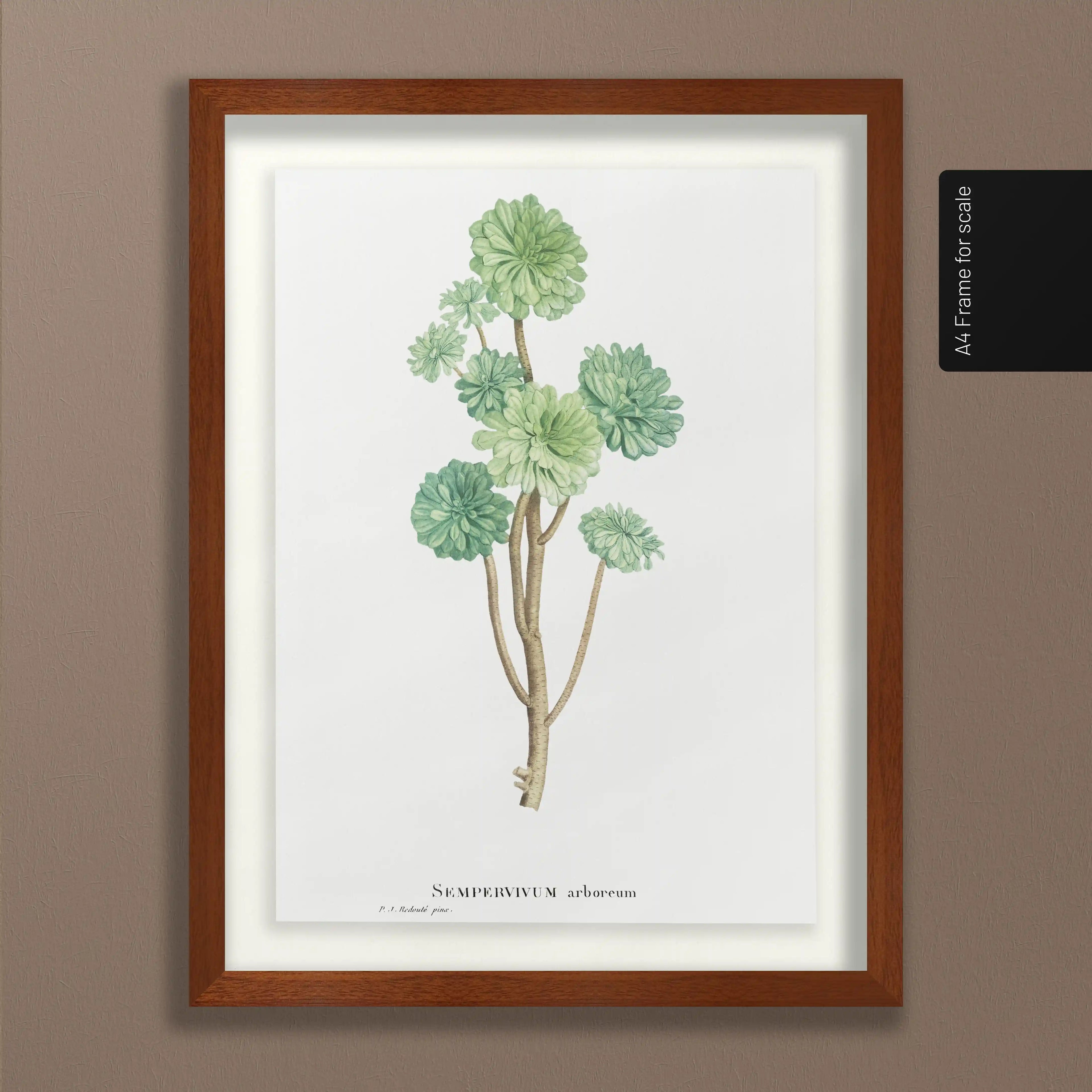 Plant Studies: Plate No. 51