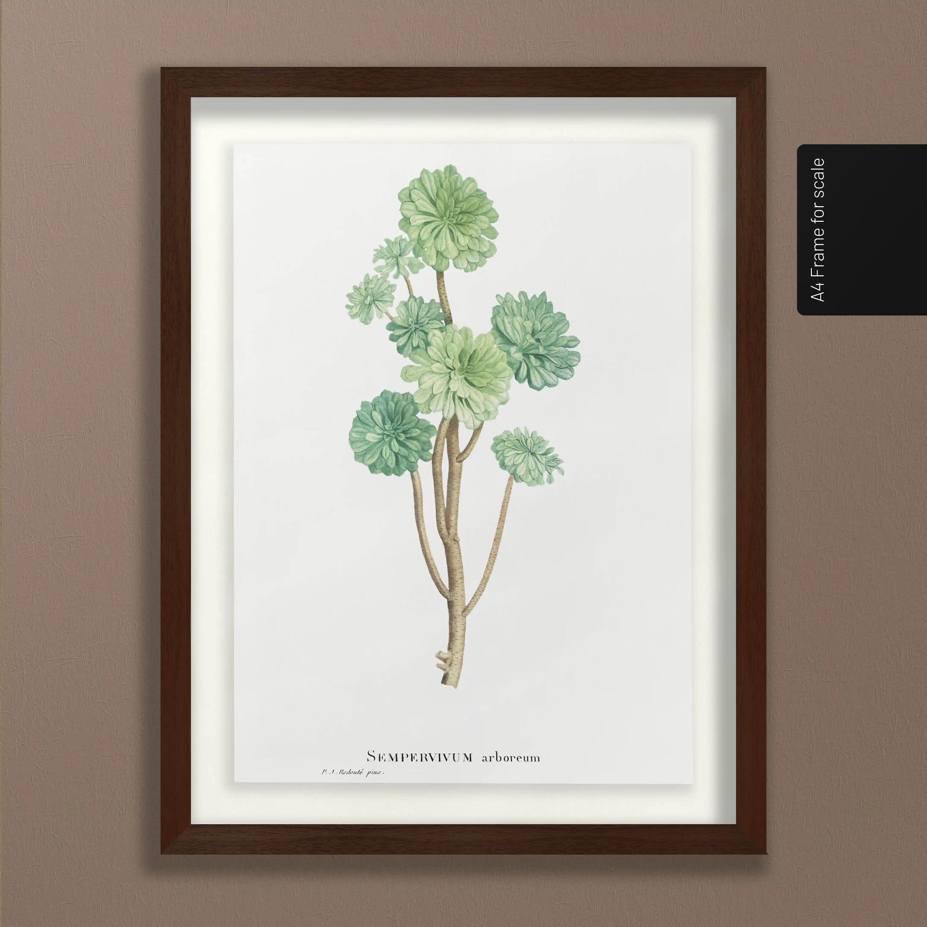 Plant Studies: Plate No. 51