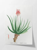 Plant Studies: Plate No. 52