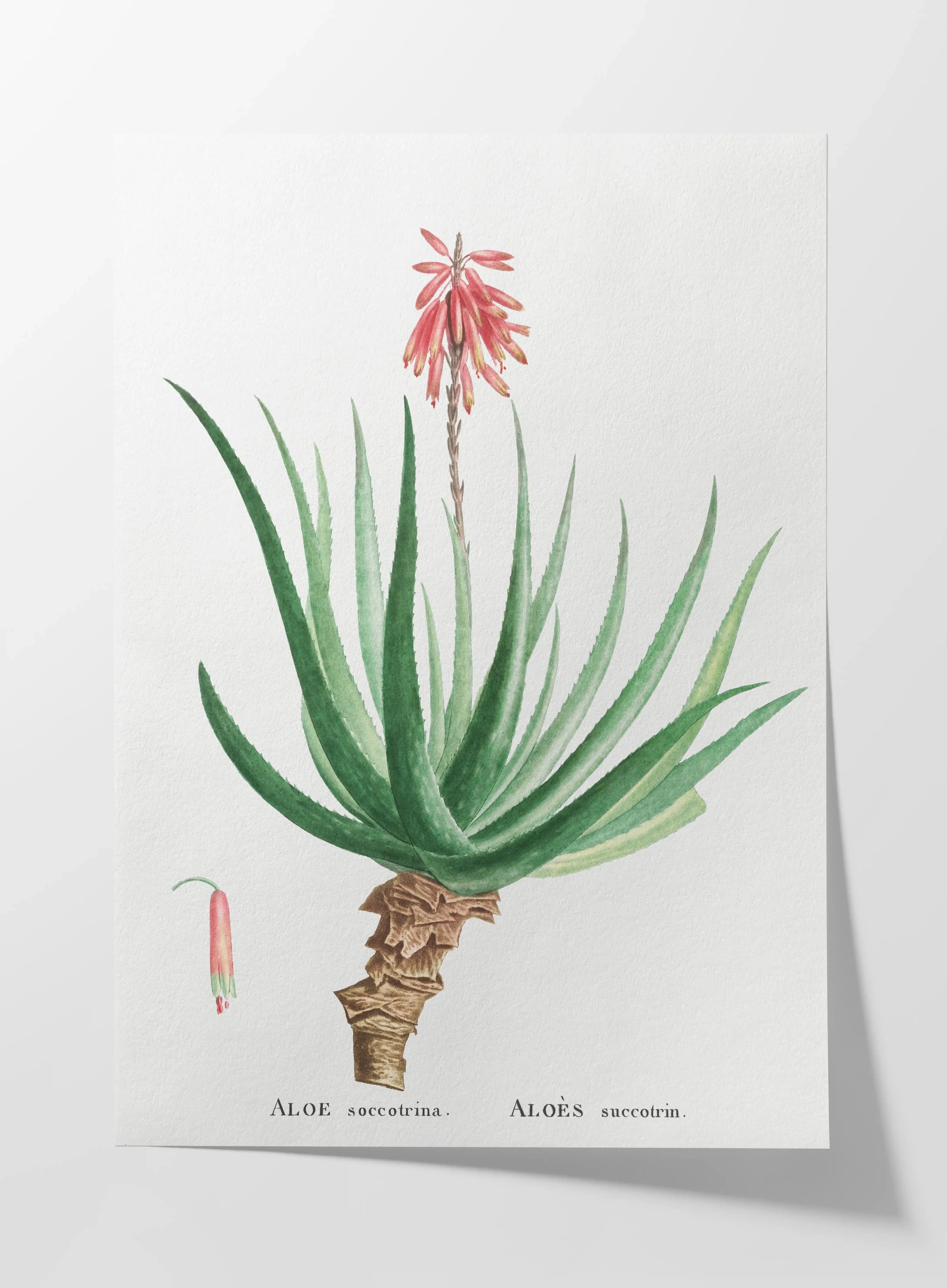 Plant Studies: Plate No. 52