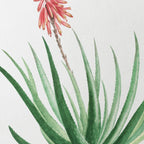 Plant Studies: Plate No. 52