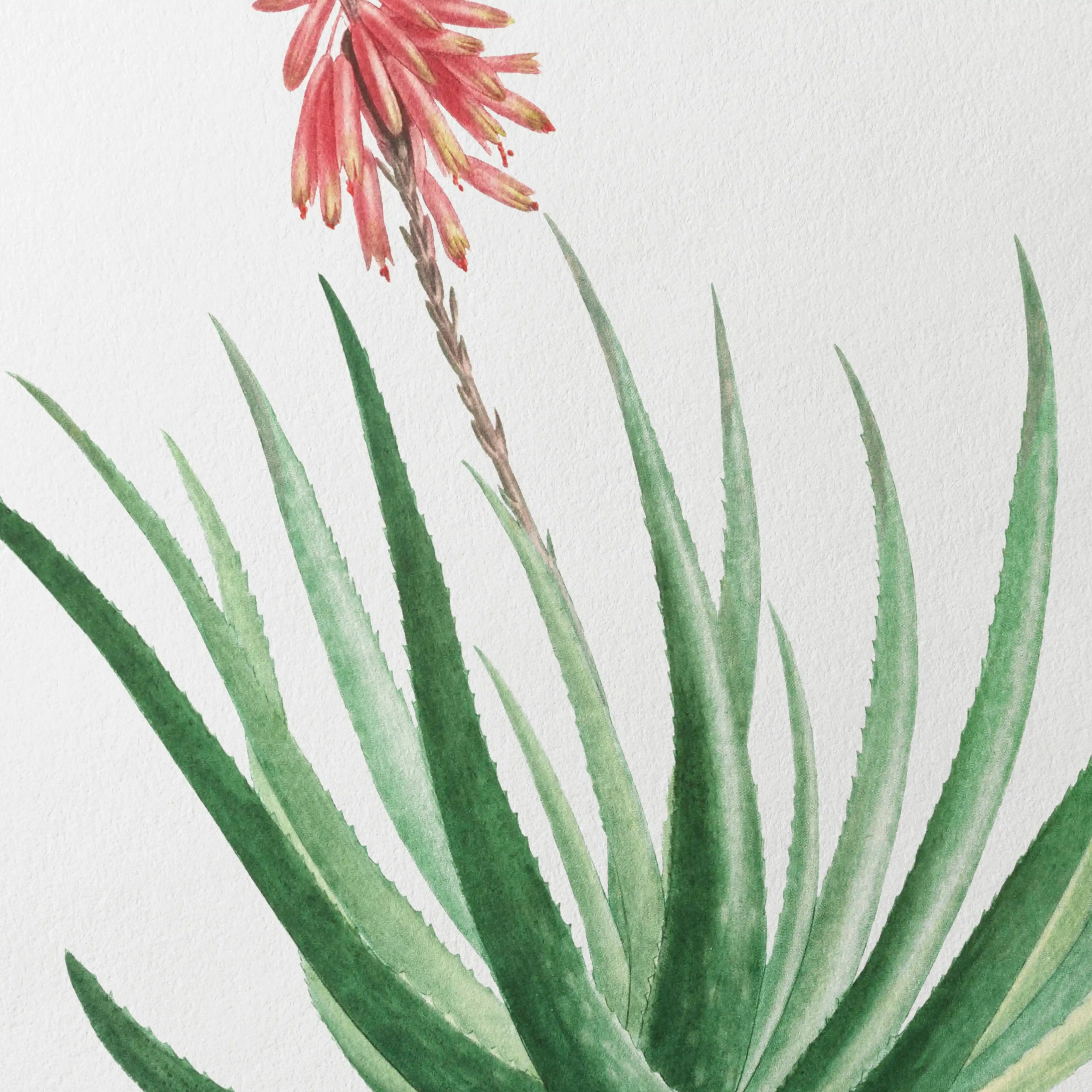 Plant Studies: Plate No. 52