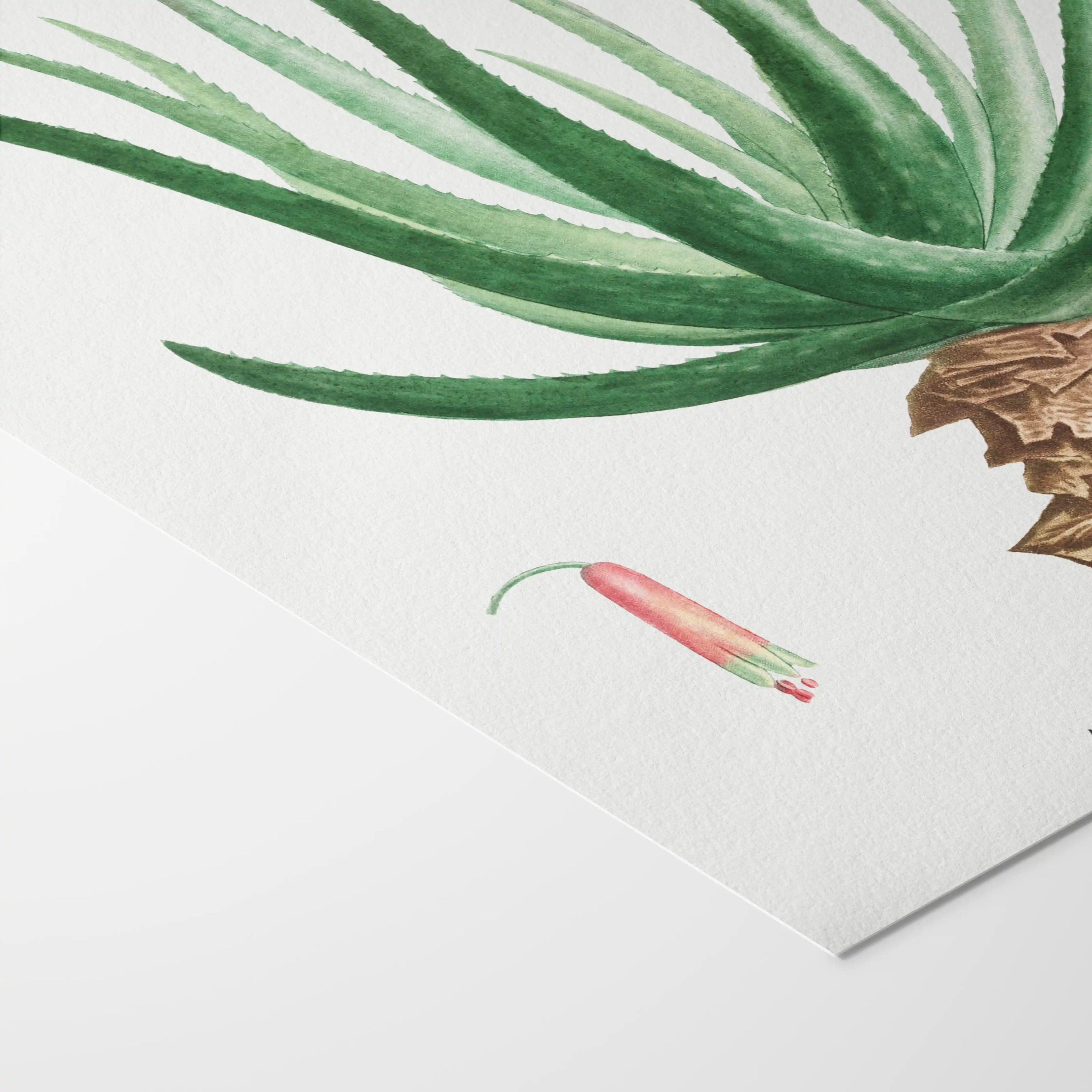 Plant Studies: Plate No. 52