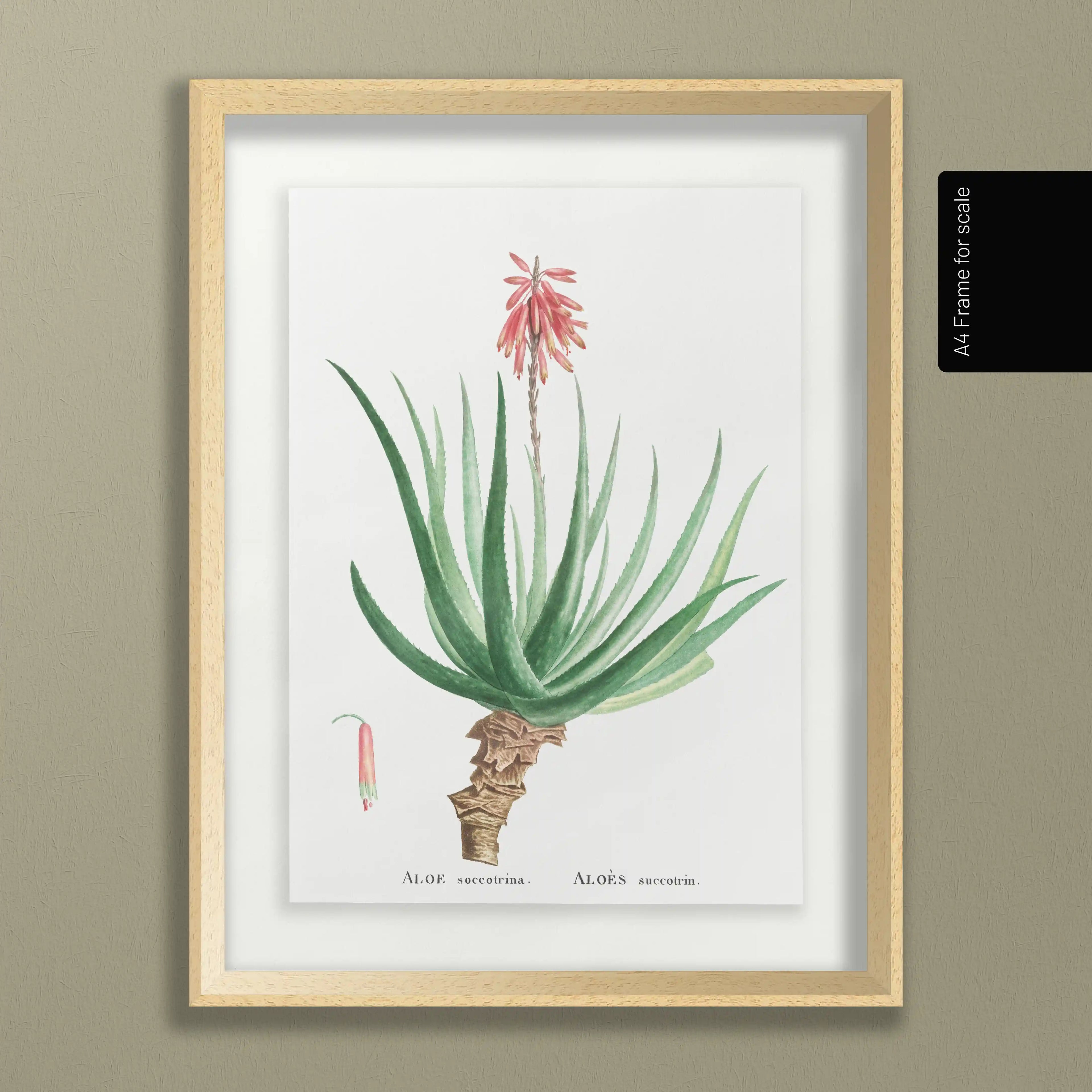 Plant Studies: Plate No. 52