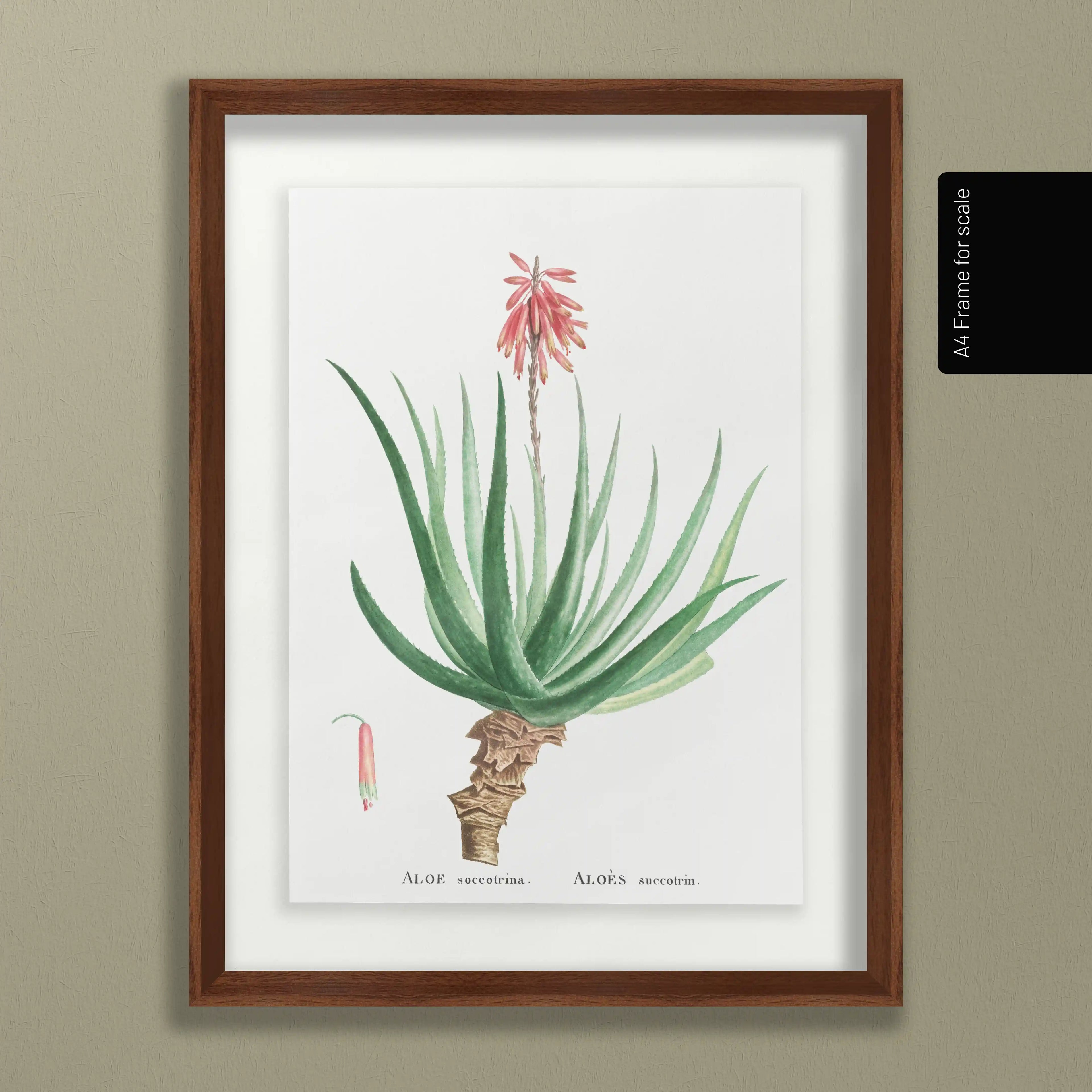 Plant Studies: Plate No. 52