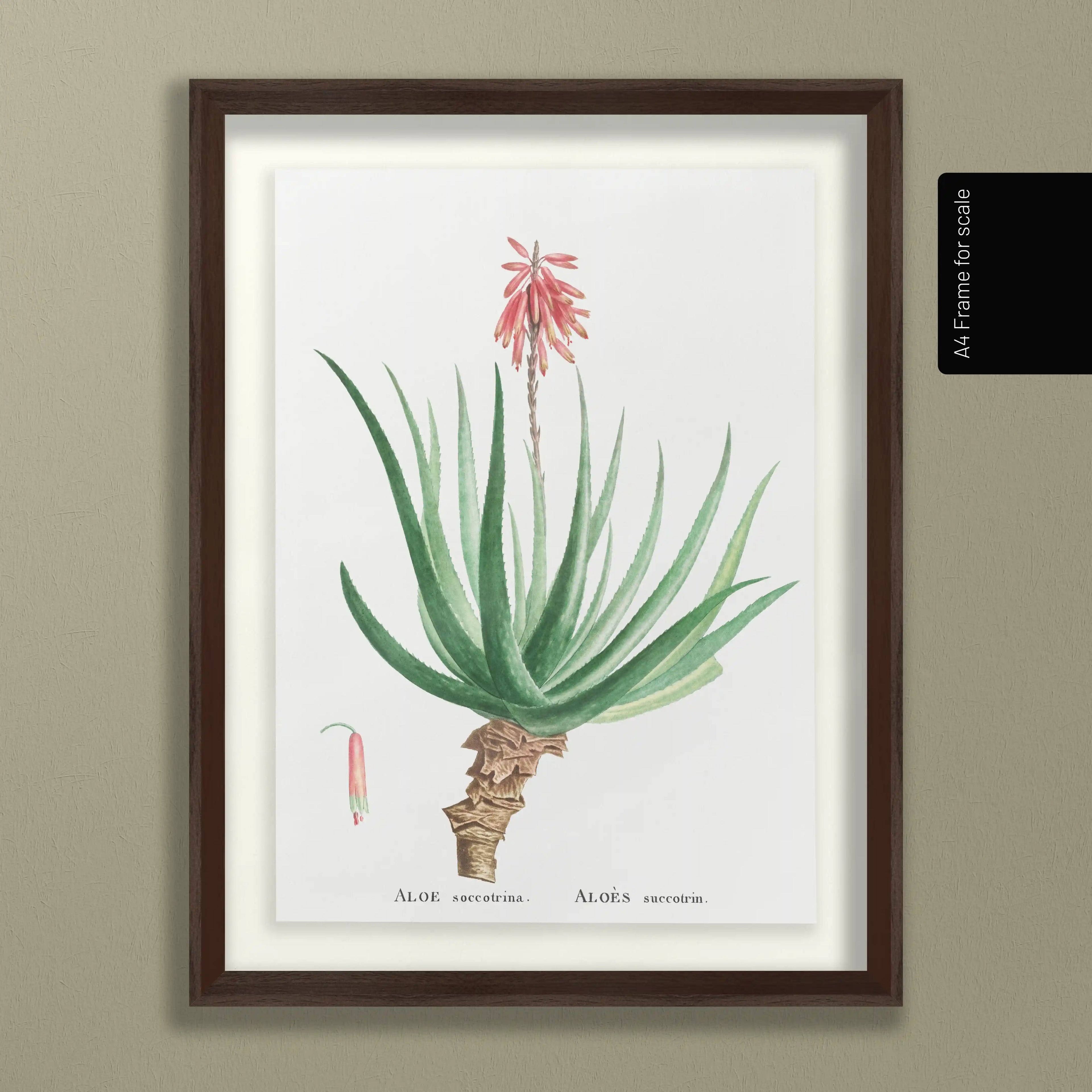 Plant Studies: Plate No. 52