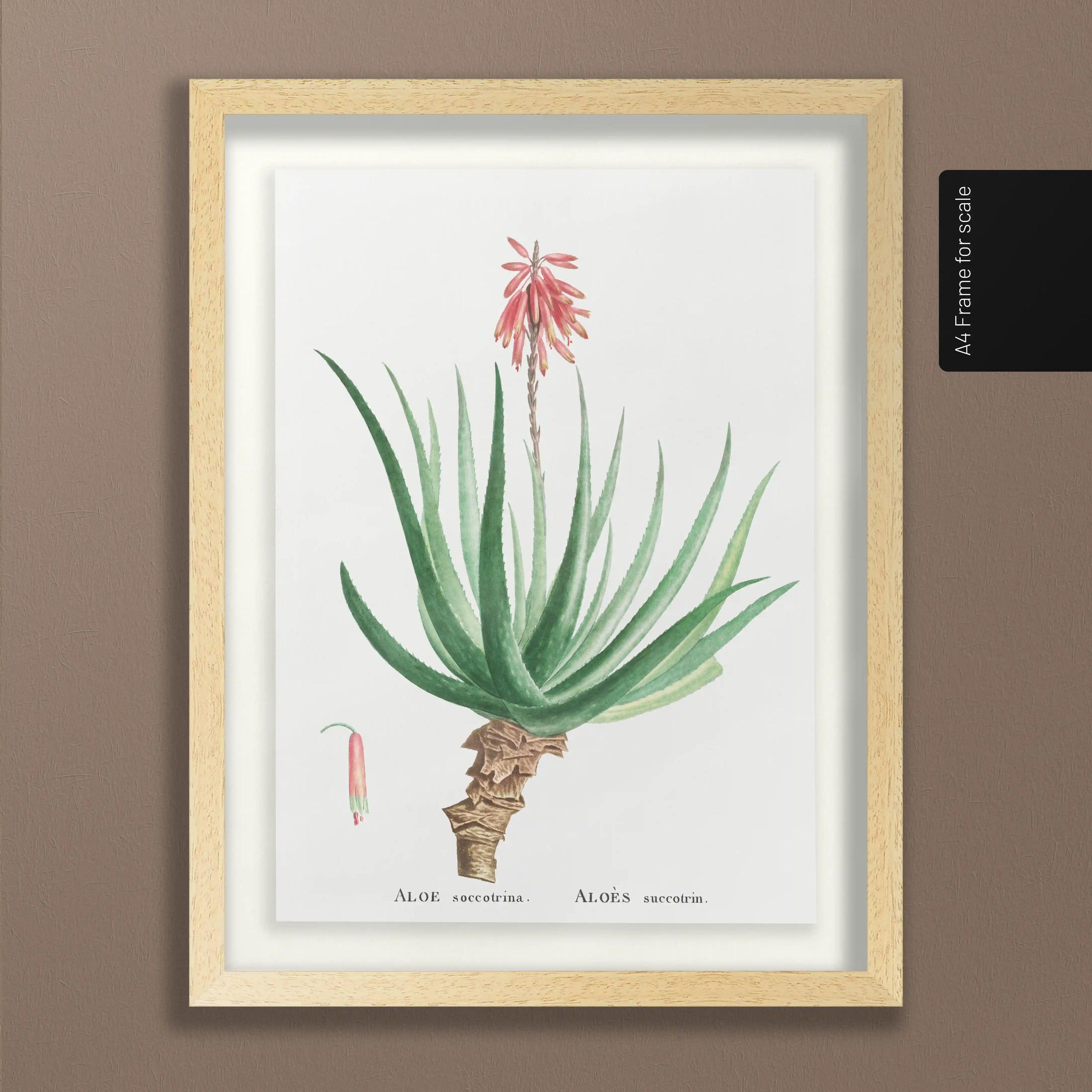 Plant Studies: Plate No. 52