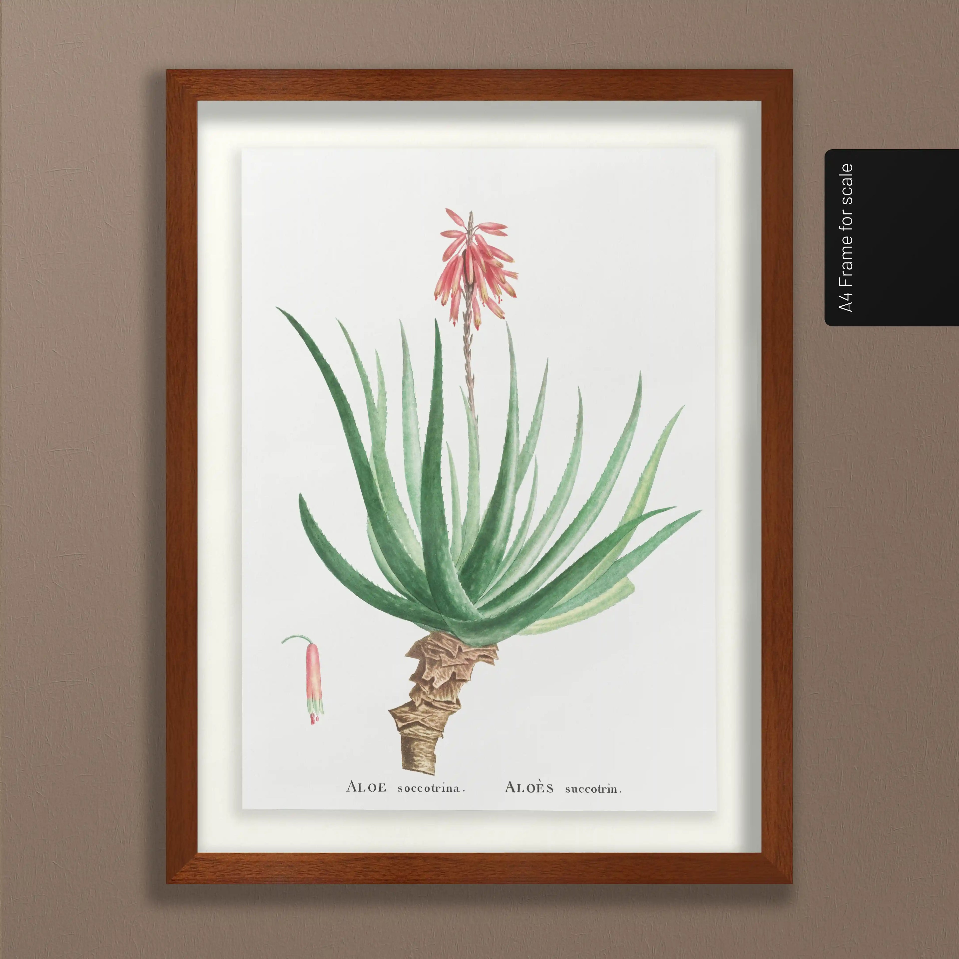 Plant Studies: Plate No. 52