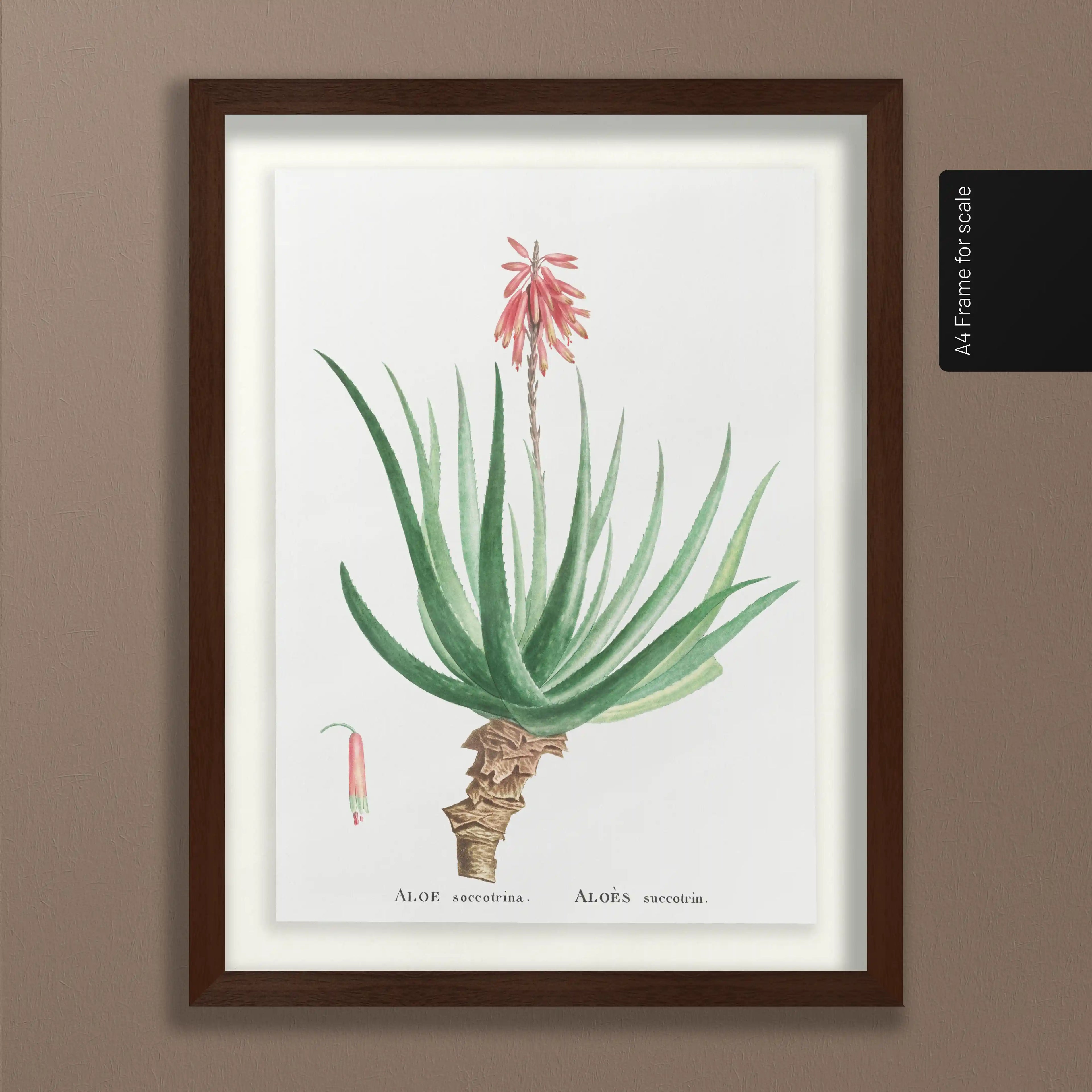 Plant Studies: Plate No. 52