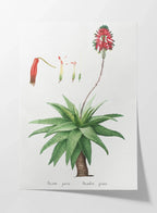 Plant Studies: Plate No. 53