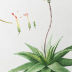 Plant Studies: Plate No. 53