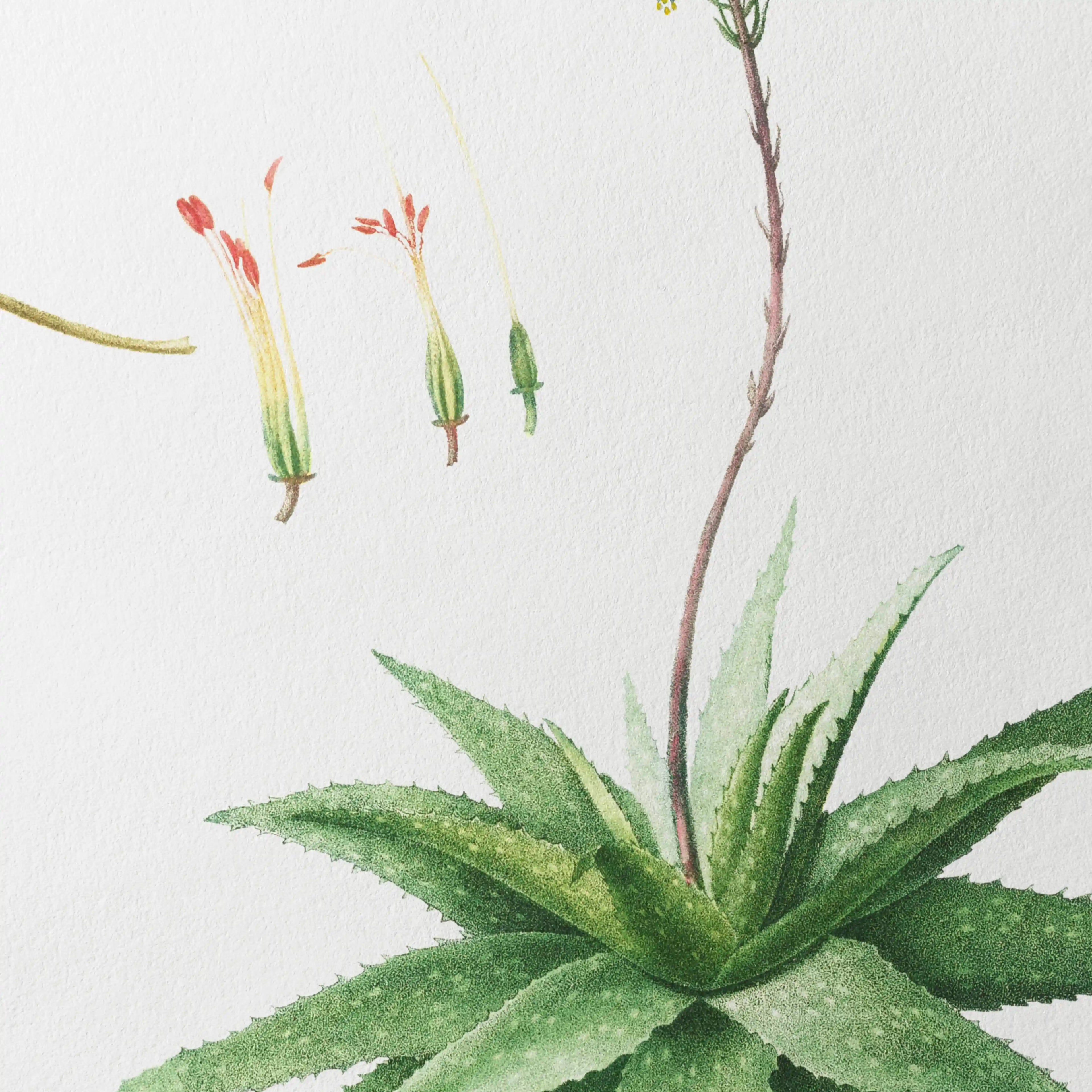 Plant Studies: Plate No. 53