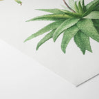 Plant Studies: Plate No. 53