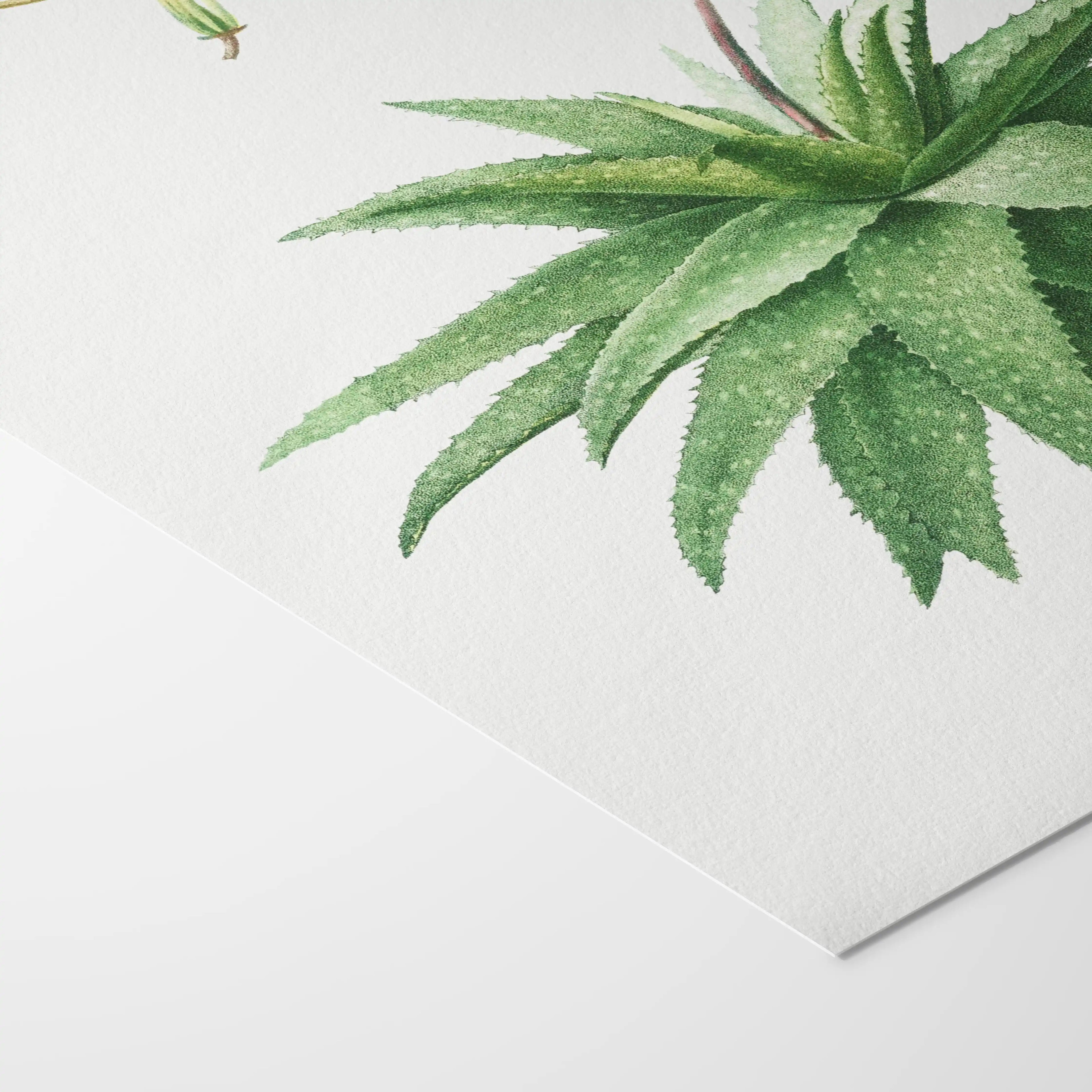 Plant Studies: Plate No. 53