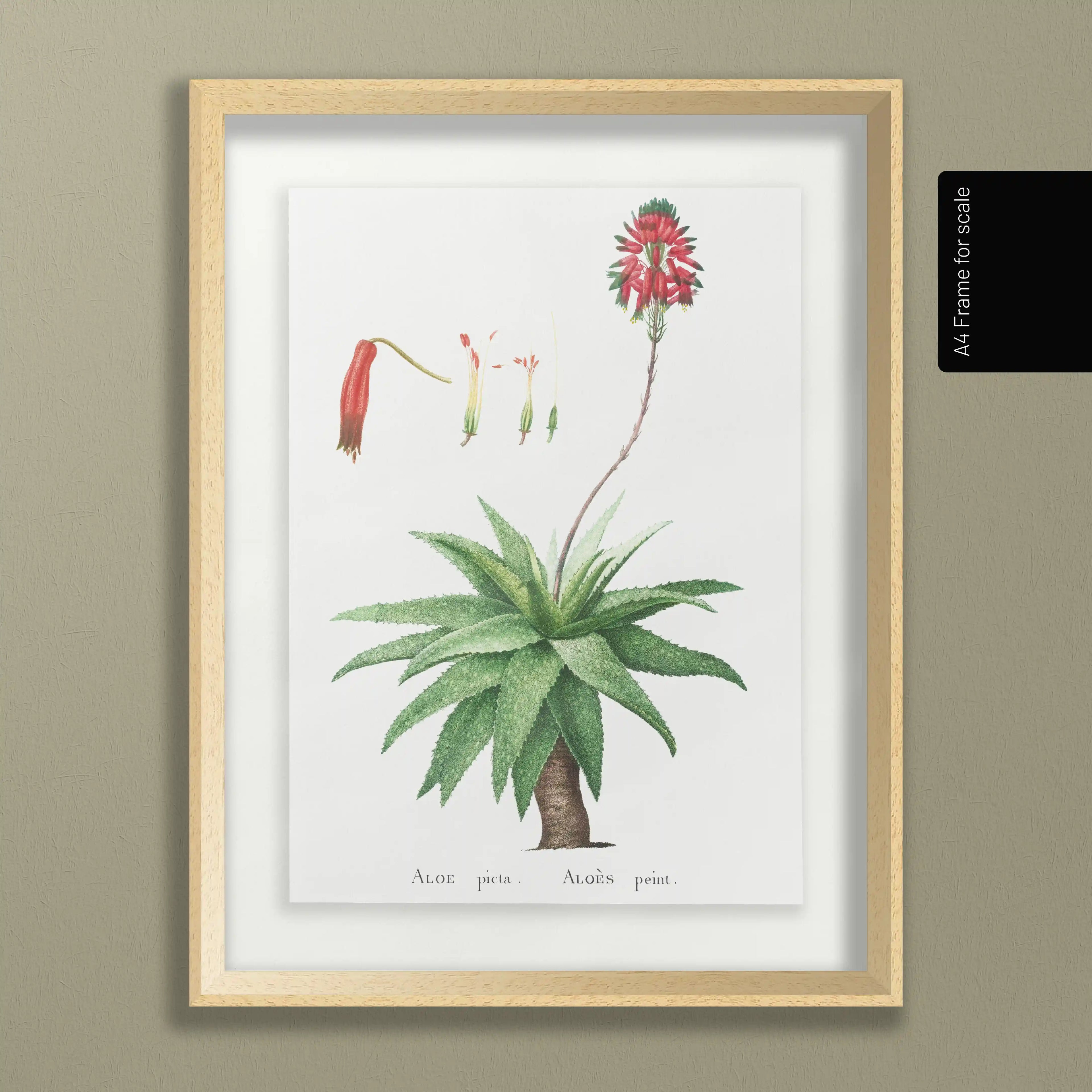 Plant Studies: Plate No. 53