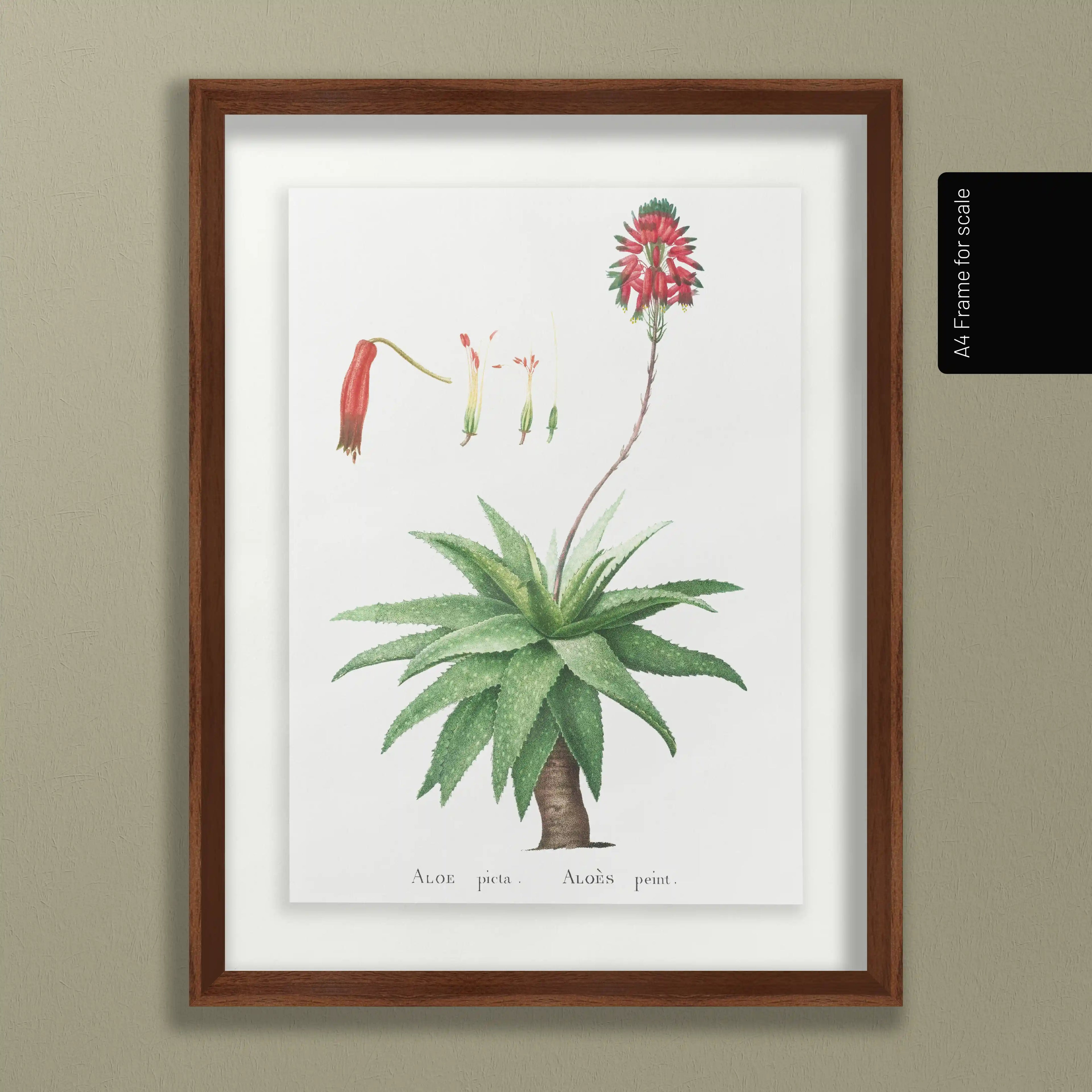 Plant Studies: Plate No. 53