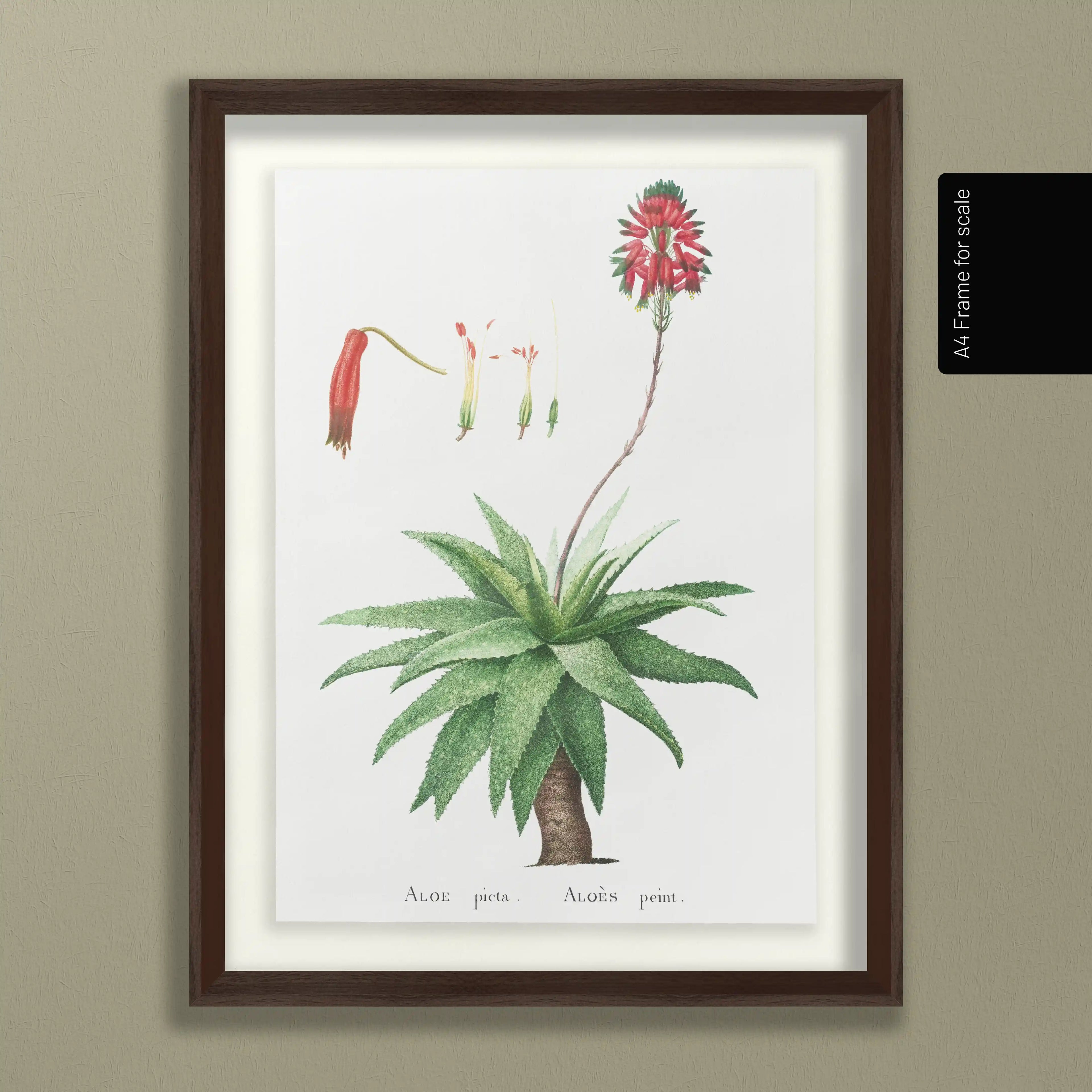 Plant Studies: Plate No. 53