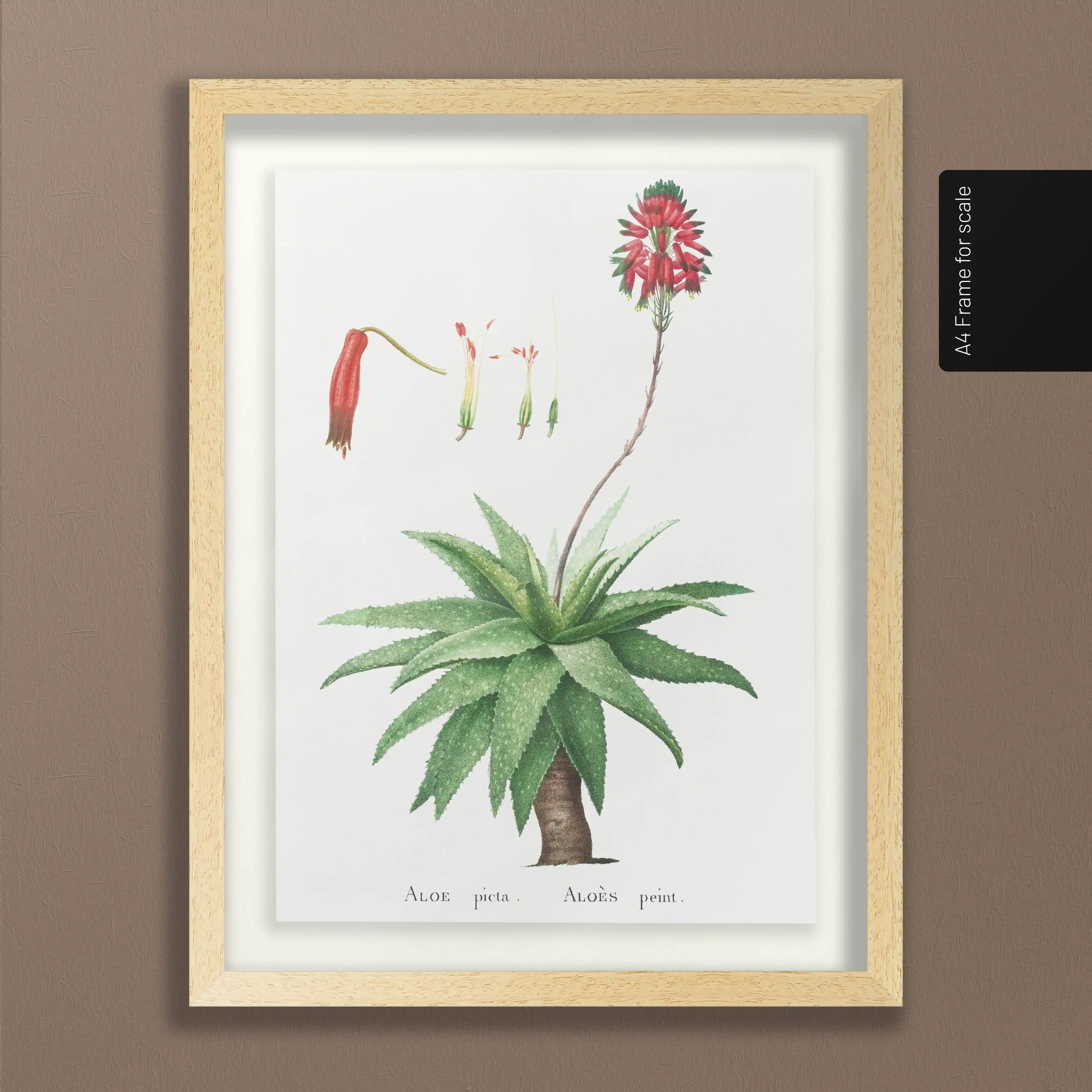 Plant Studies: Plate No. 53