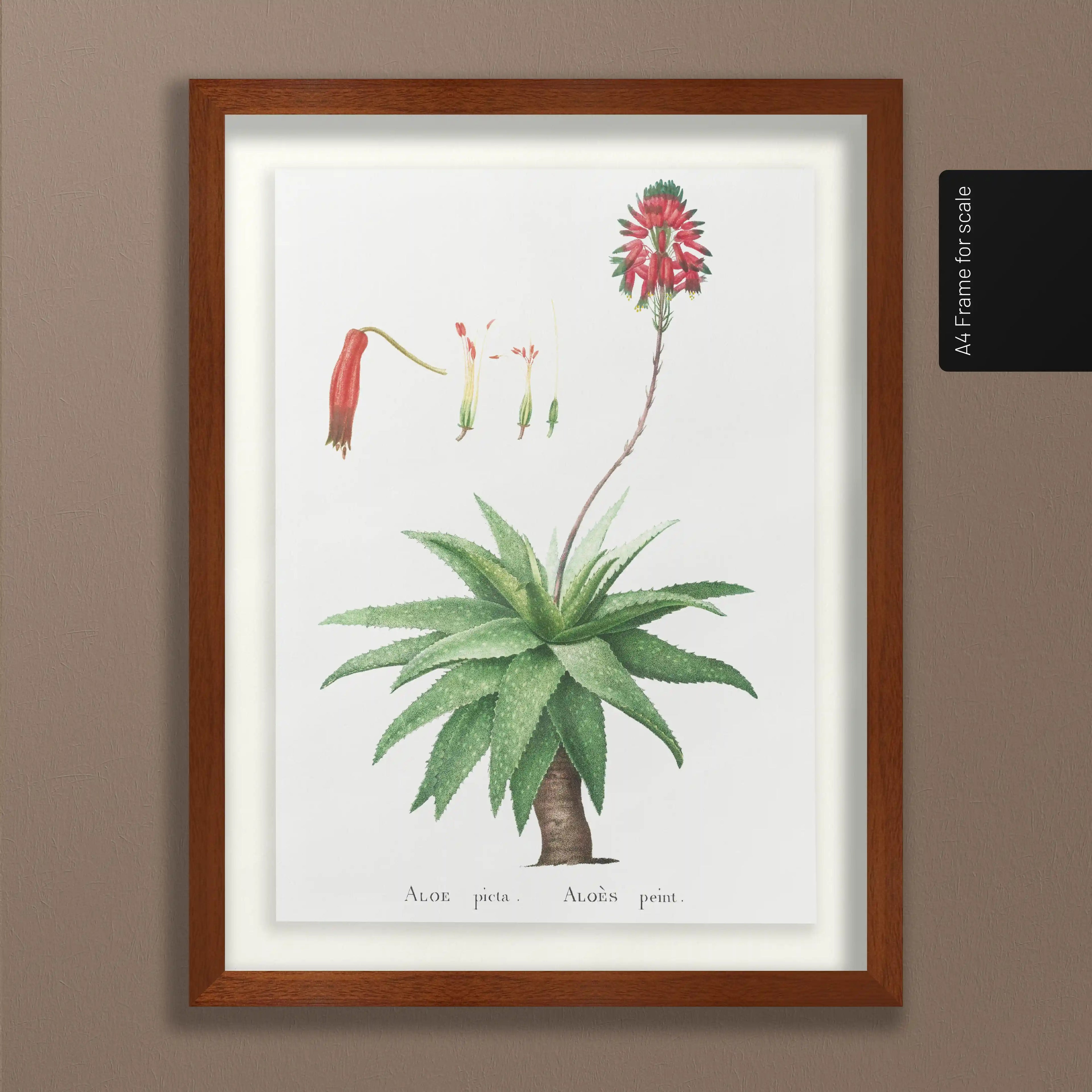 Plant Studies: Plate No. 53