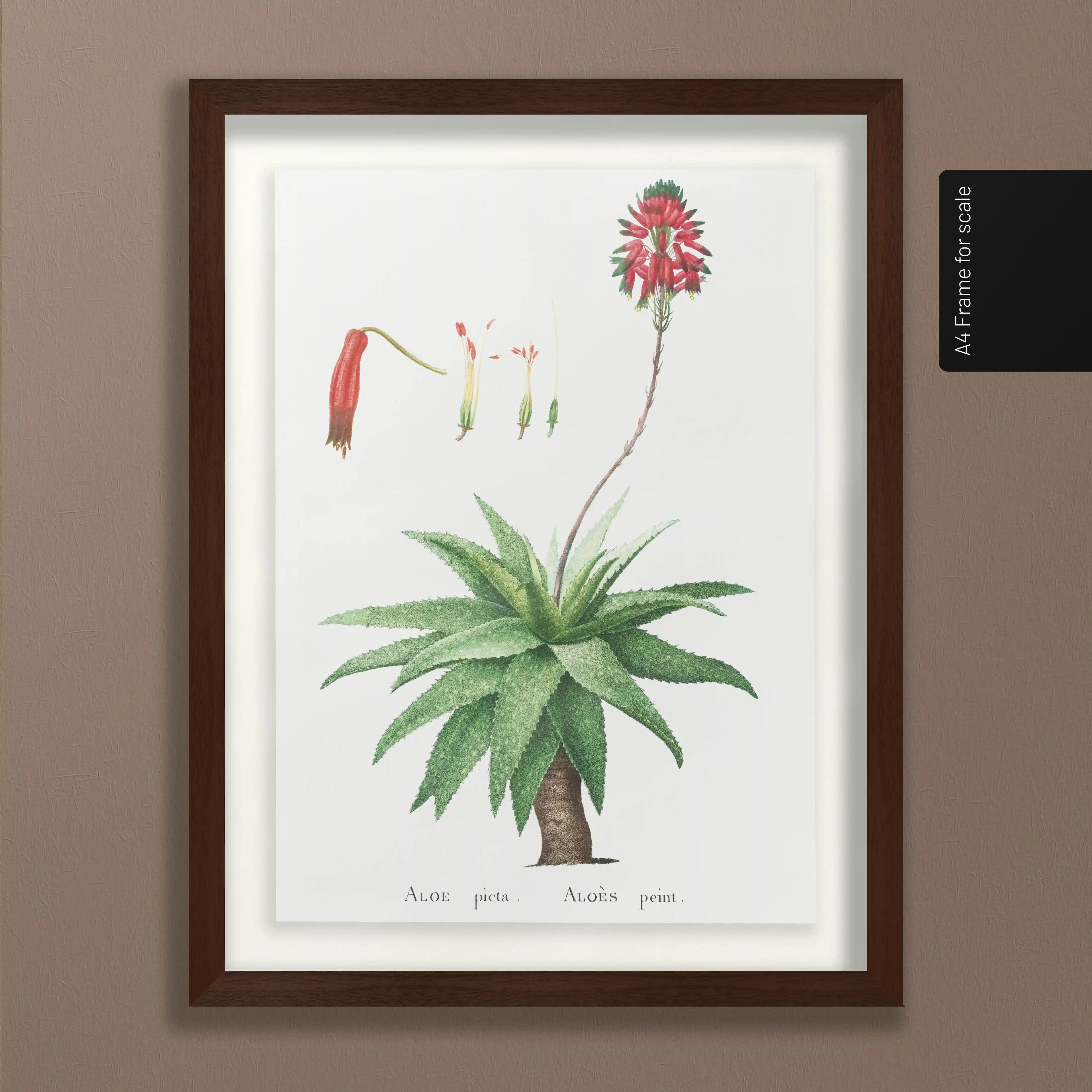 Plant Studies: Plate No. 53