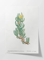 Plant Studies: Plate No. 54