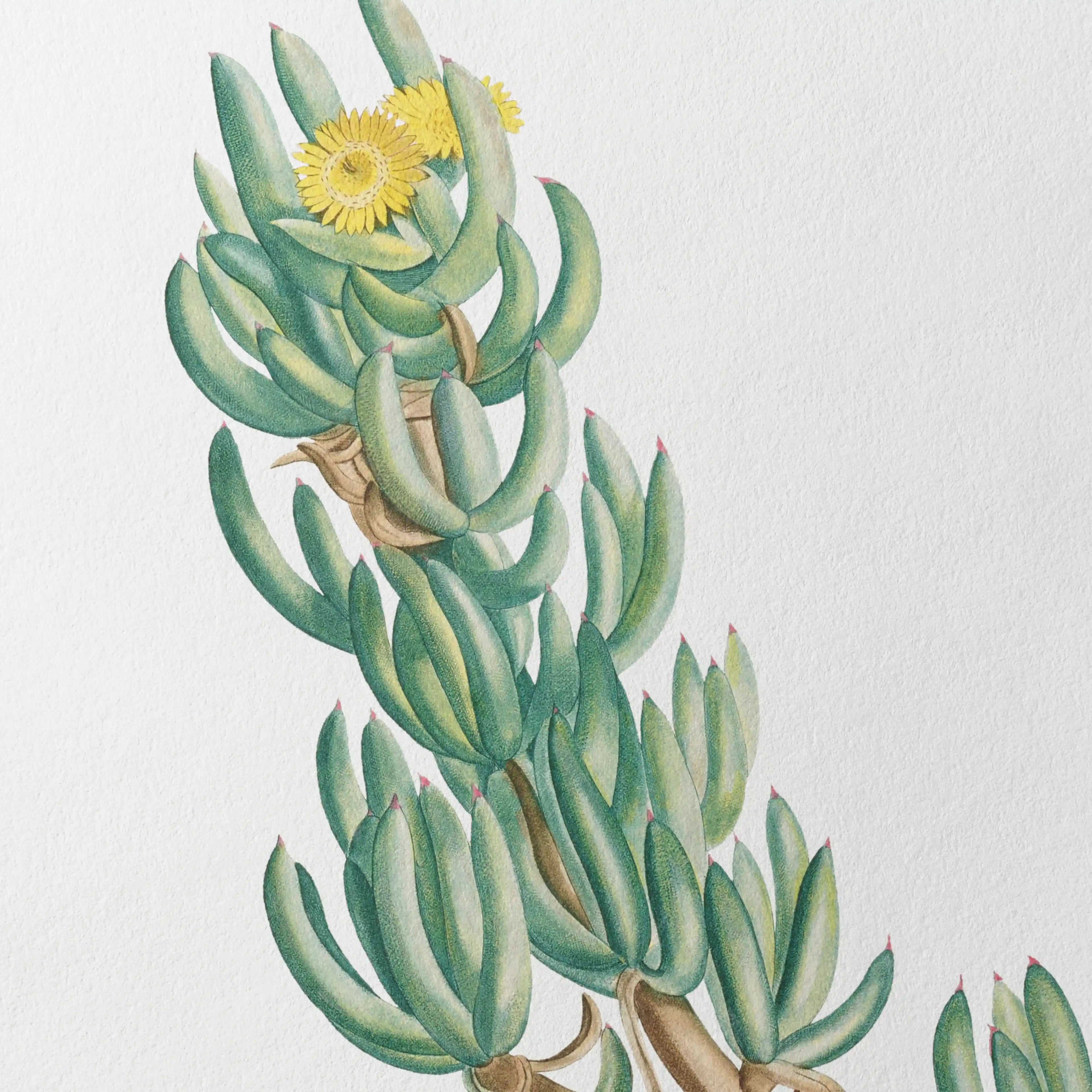 Plant Studies: Plate No. 54