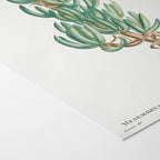 Plant Studies: Plate No. 54