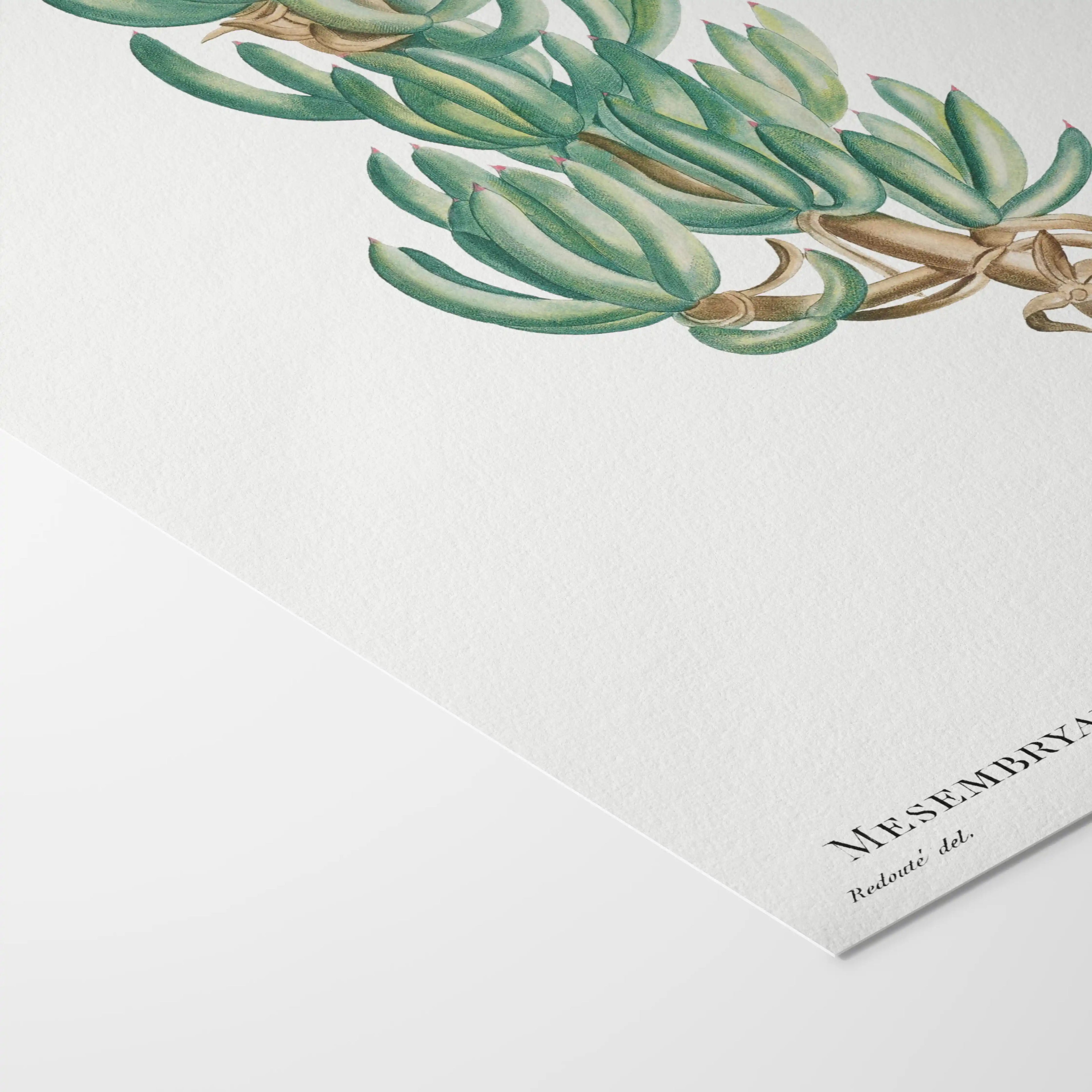 Plant Studies: Plate No. 54