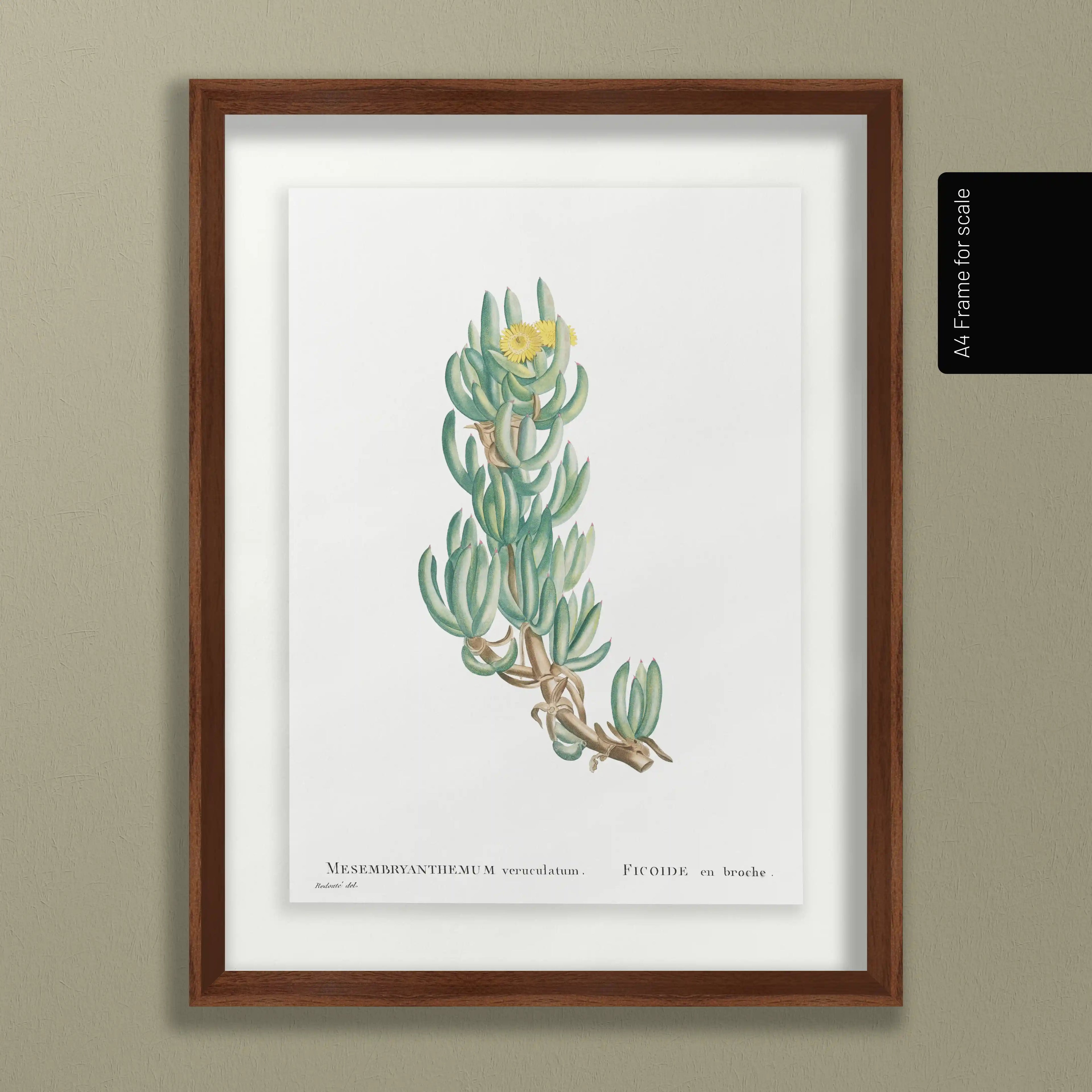 Plant Studies: Plate No. 54