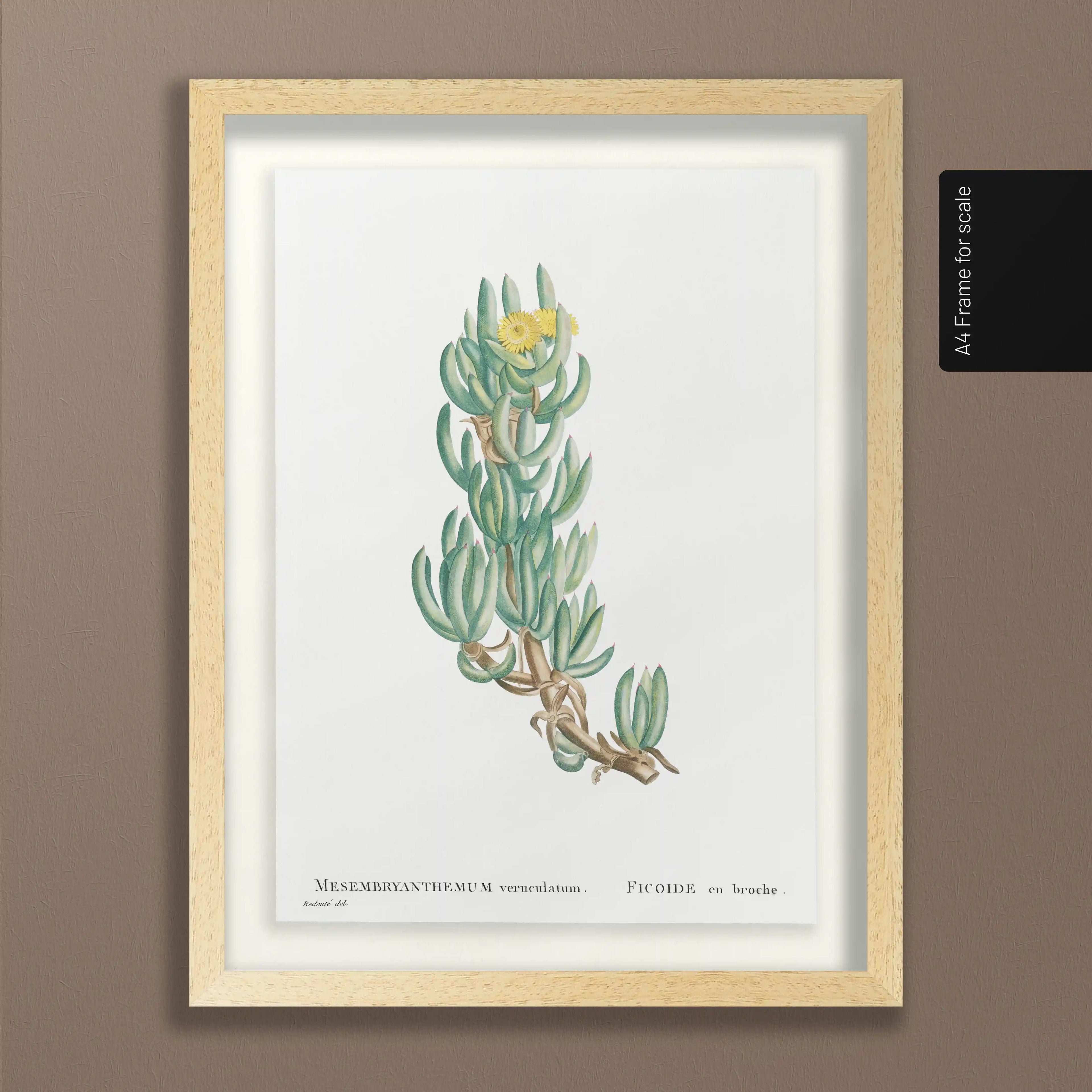 Plant Studies: Plate No. 54