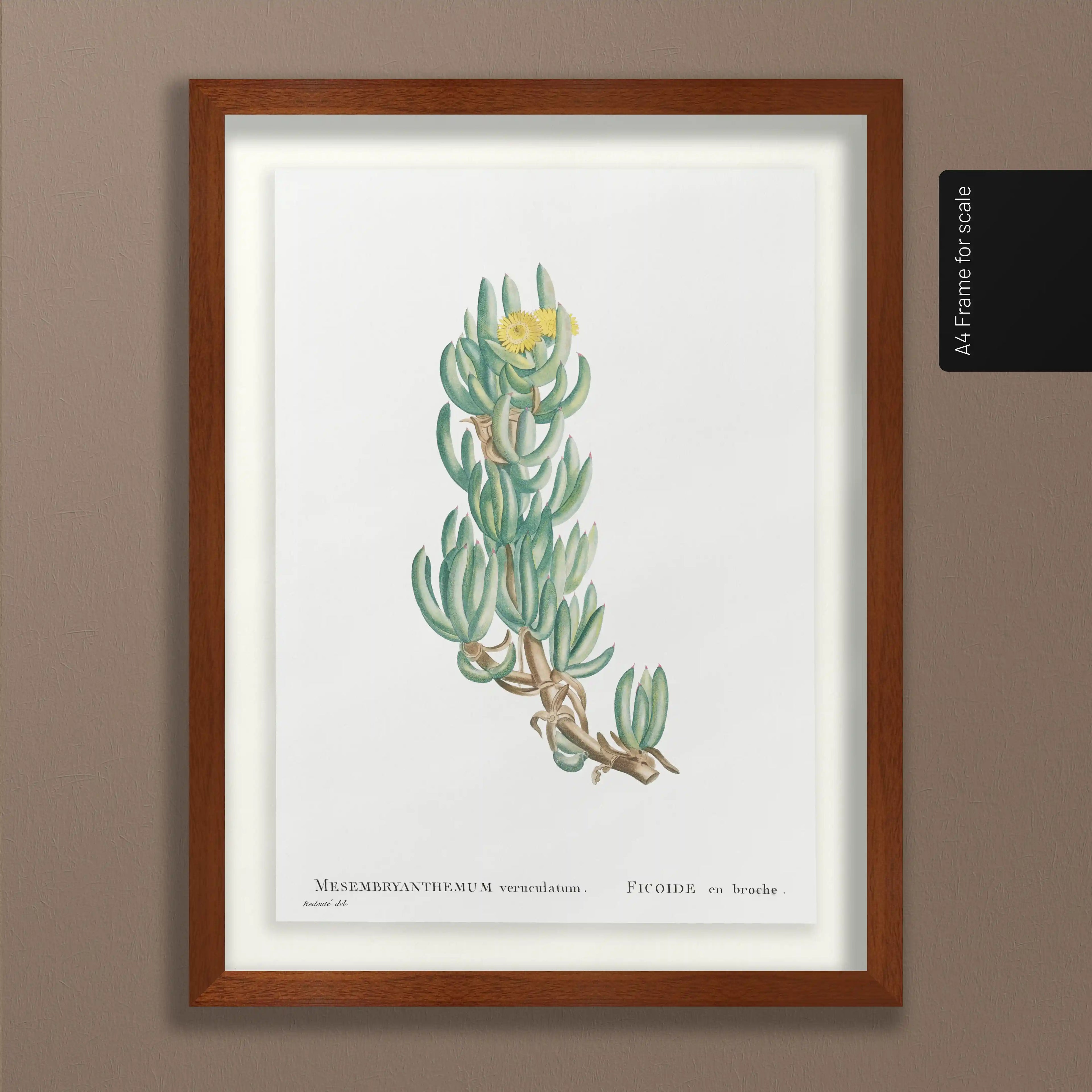 Plant Studies: Plate No. 54