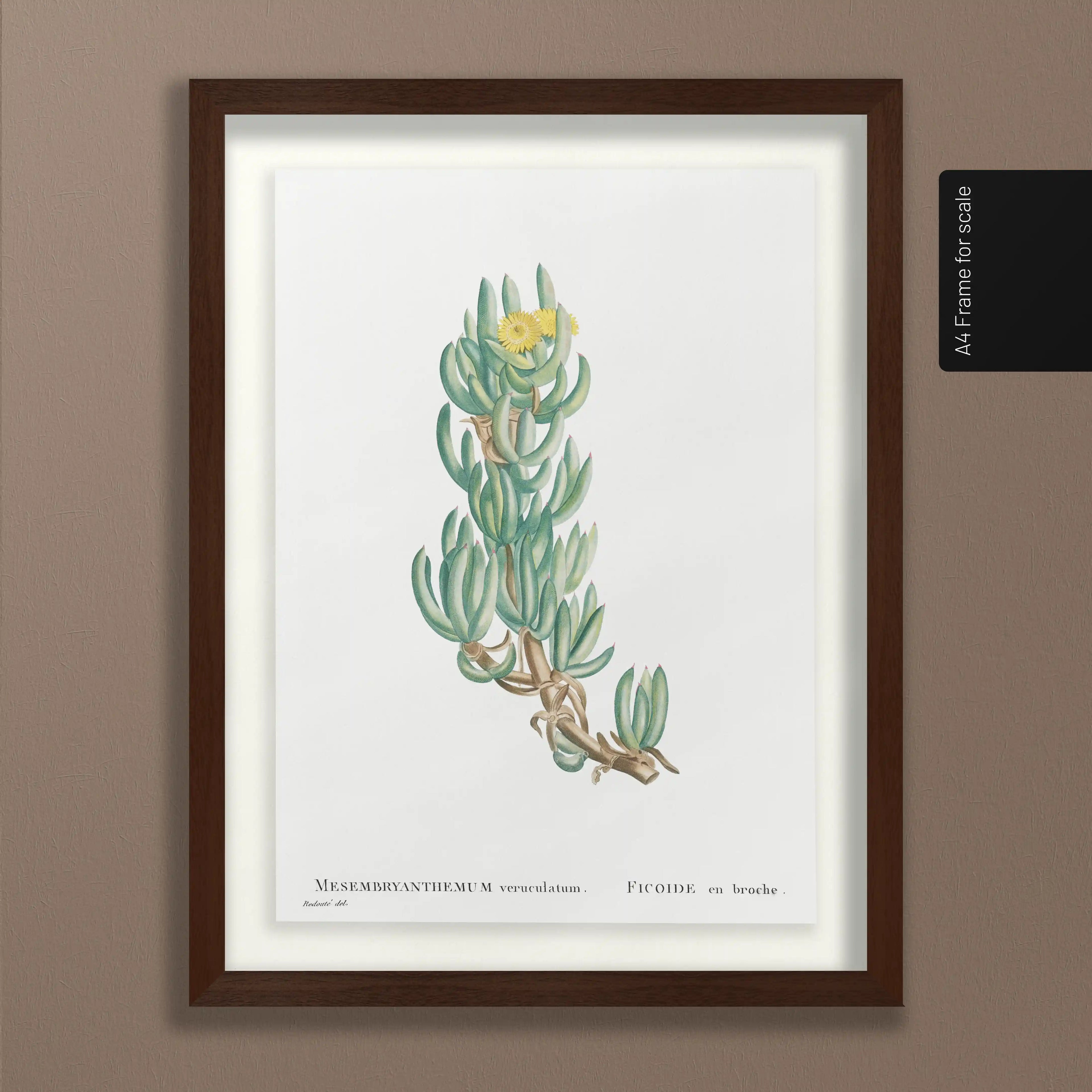 Plant Studies: Plate No. 54