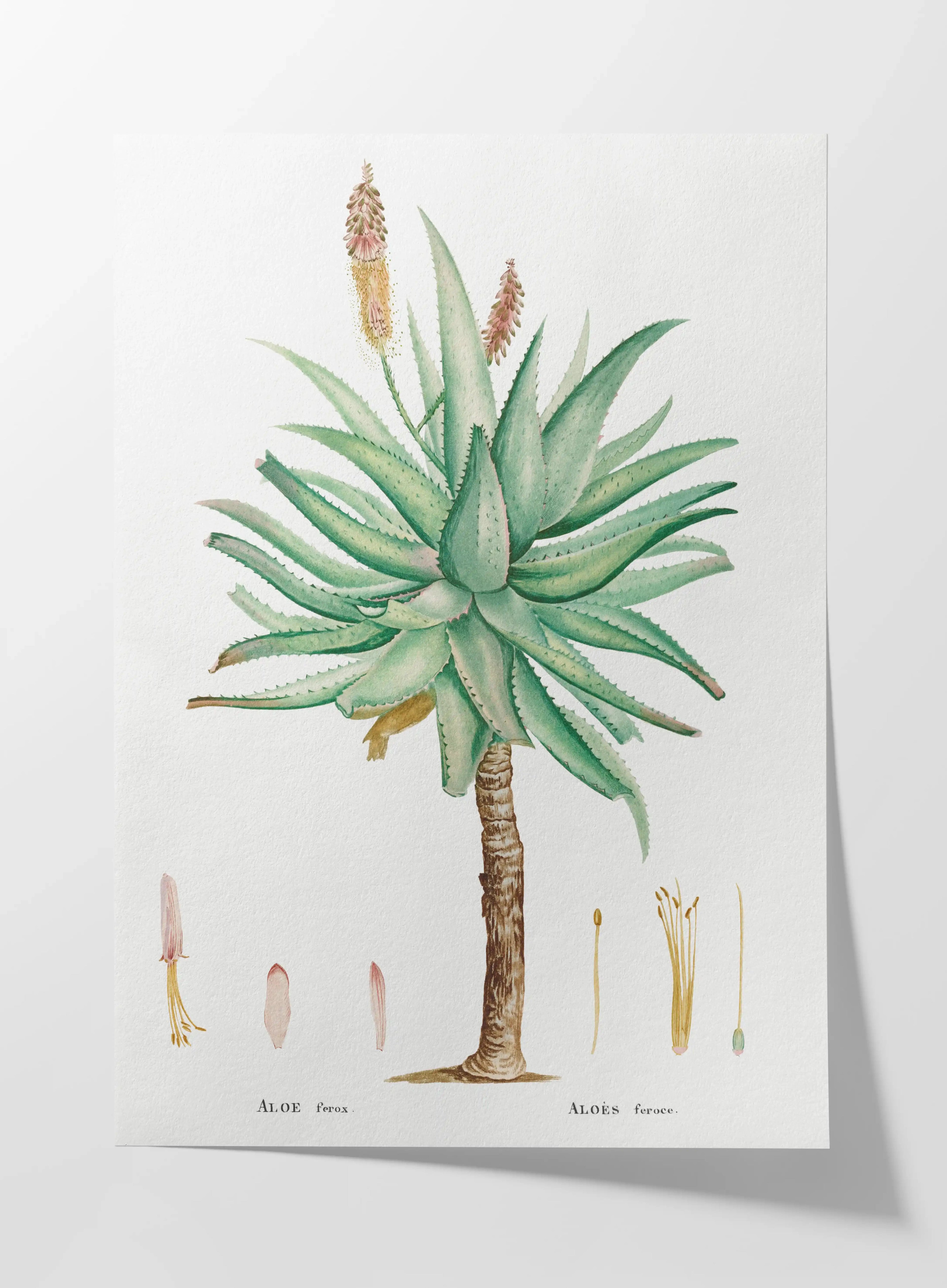 Plant Studies: Plate No. 55