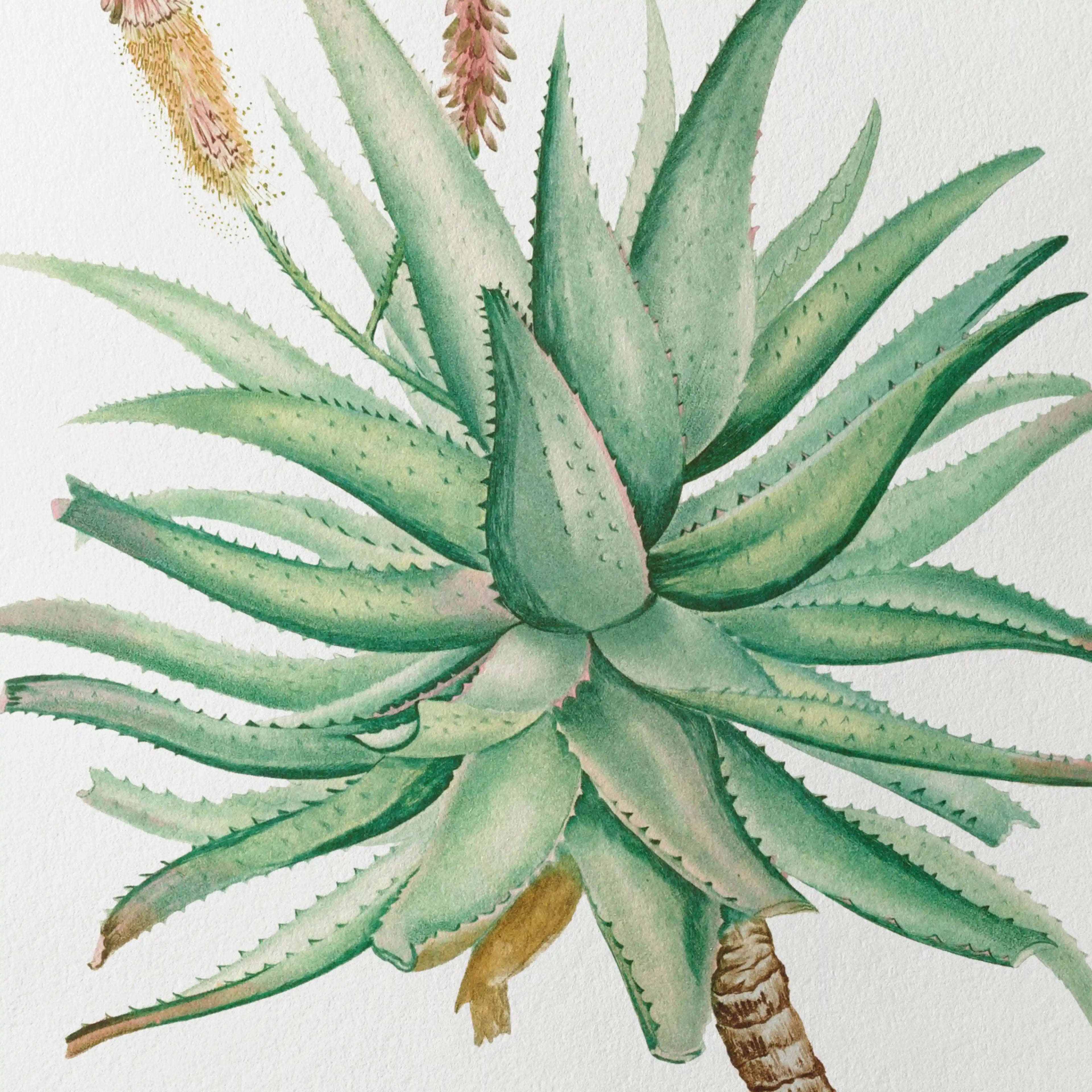 Plant Studies: Plate No. 55