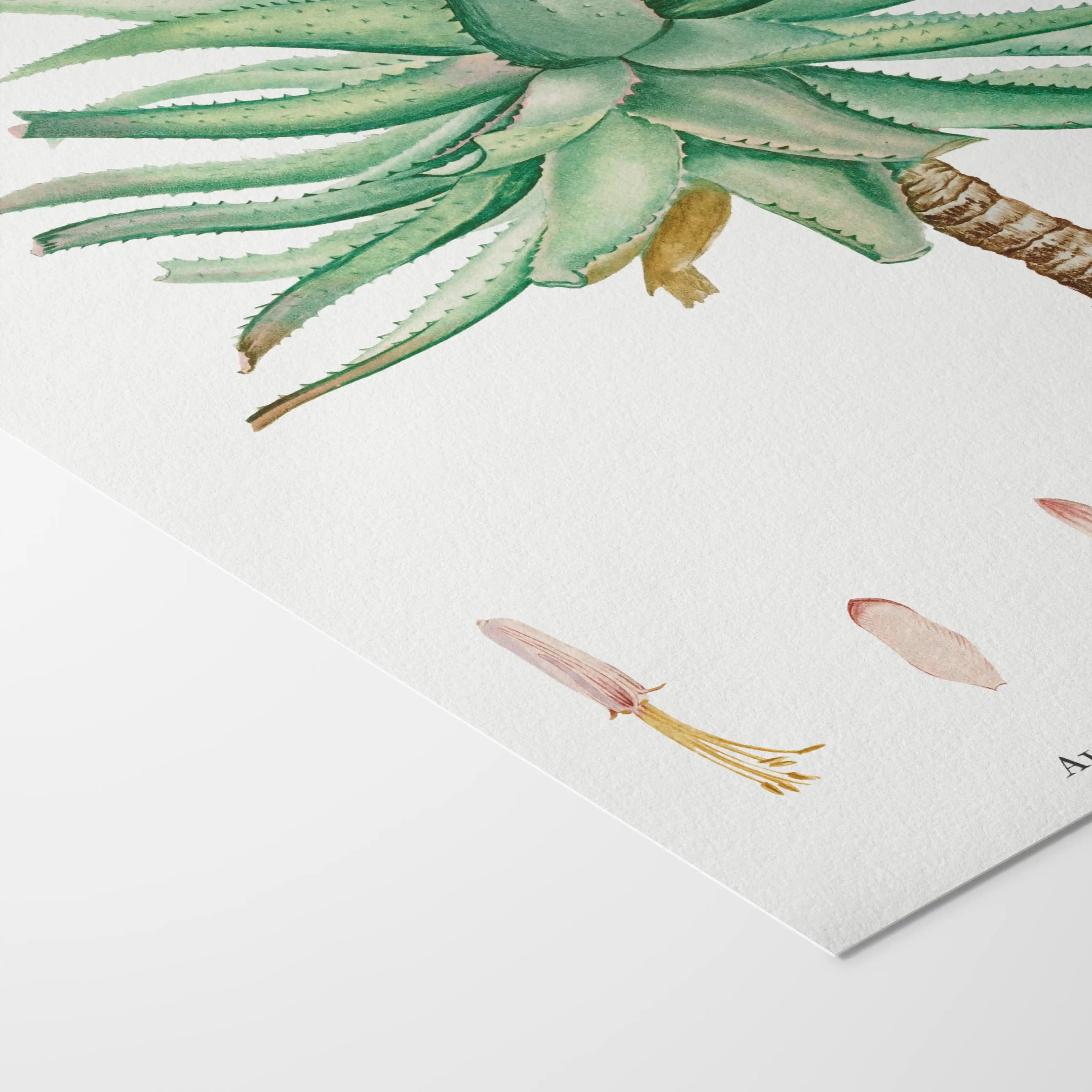 Plant Studies: Plate No. 55