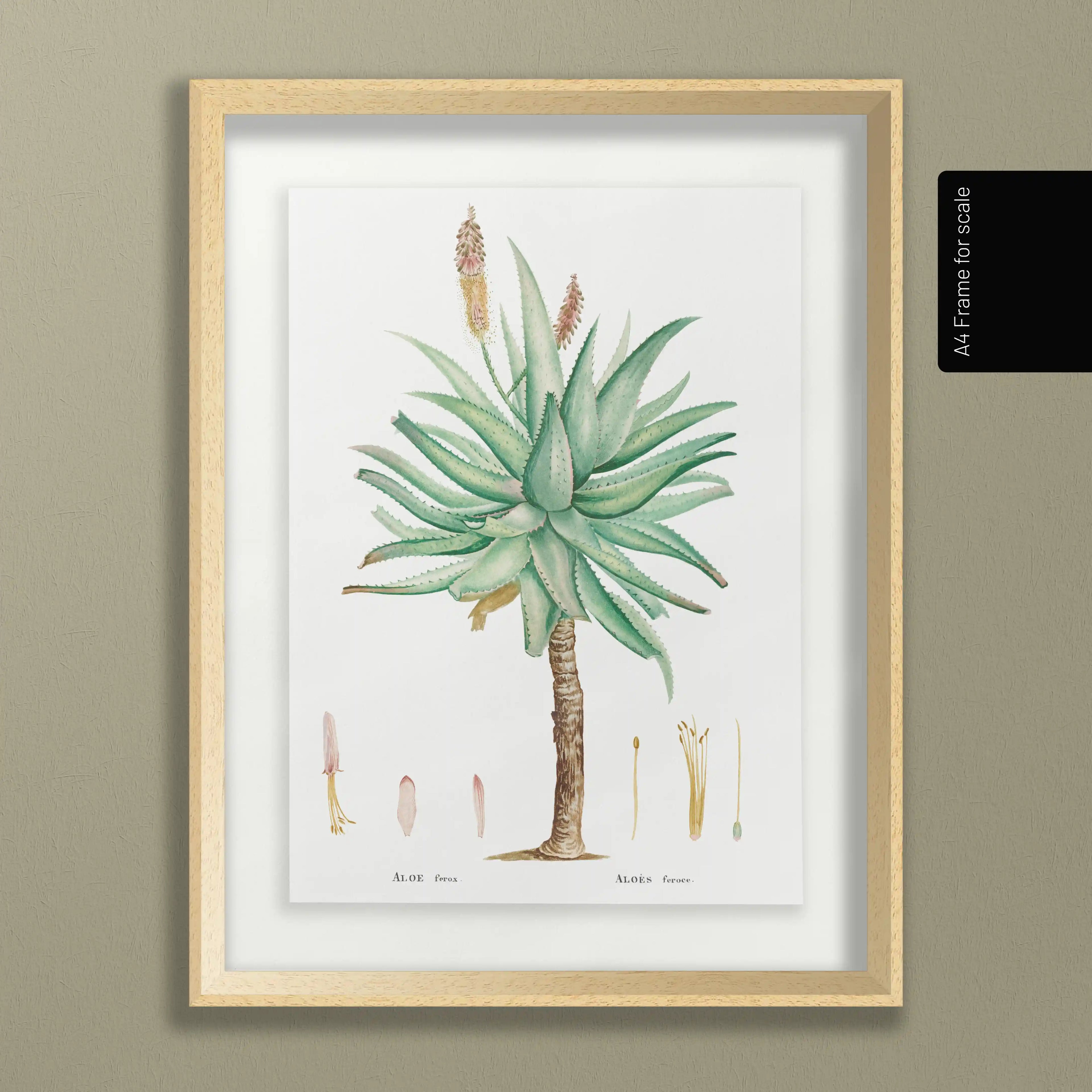 Plant Studies: Plate No. 55