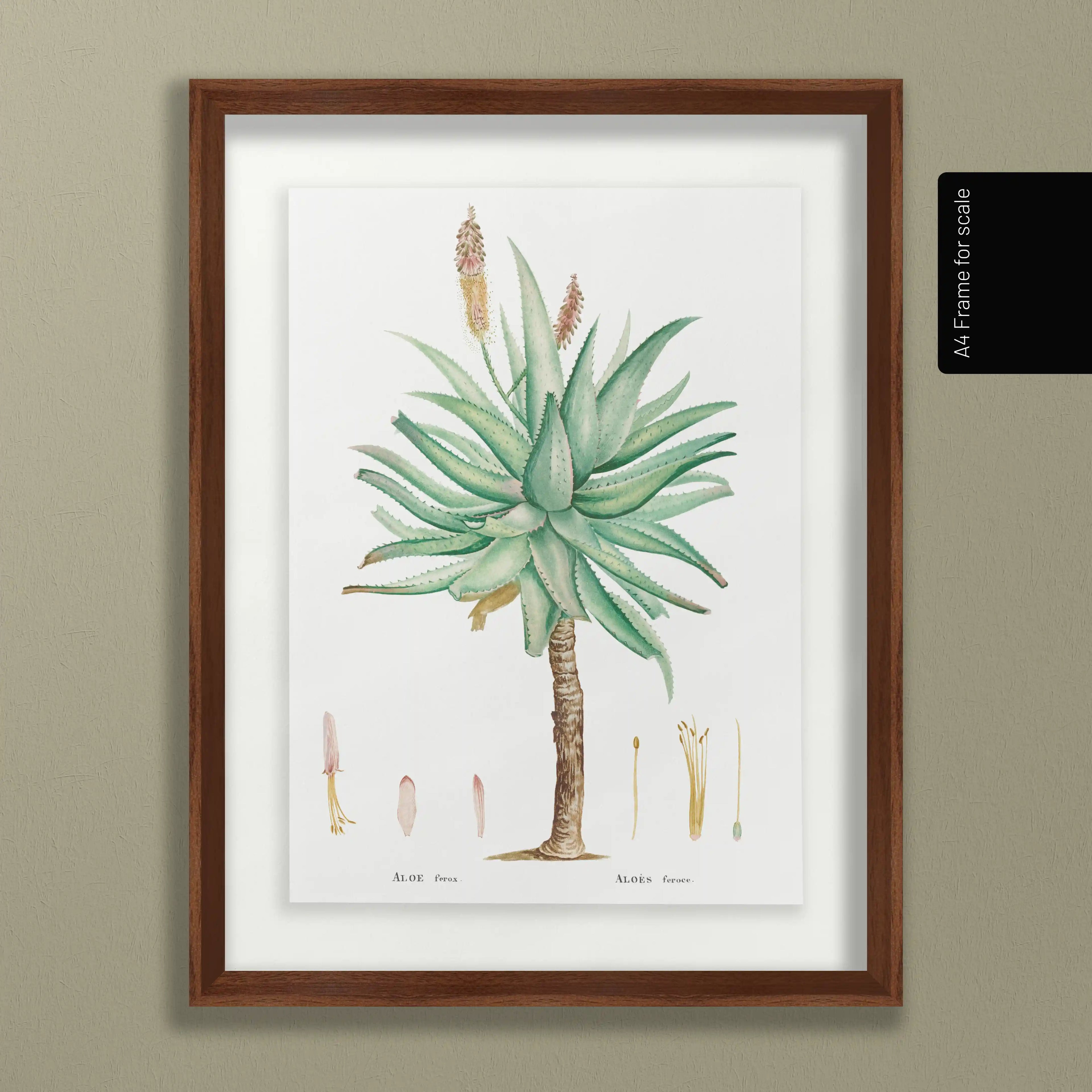 Plant Studies: Plate No. 55