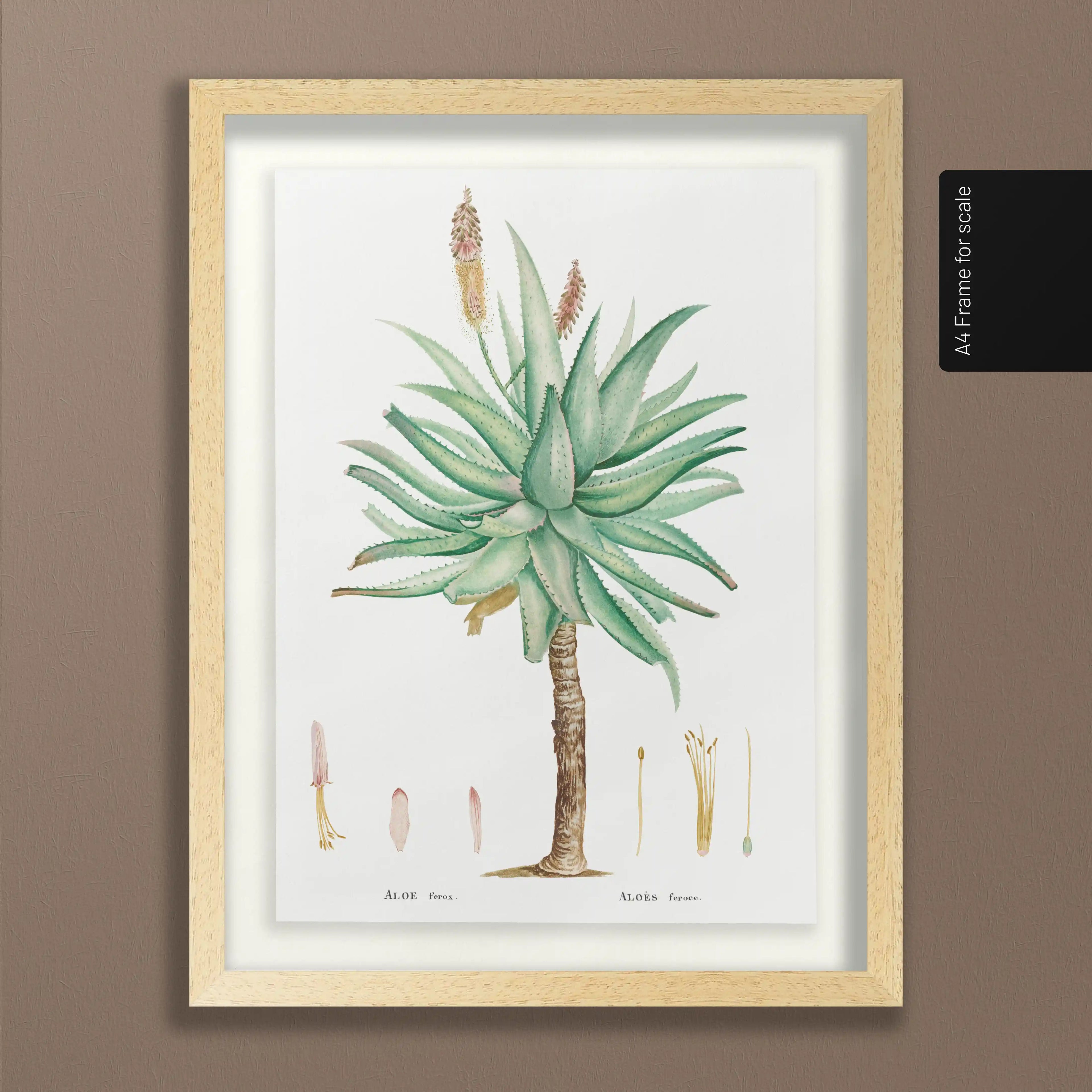 Plant Studies: Plate No. 55