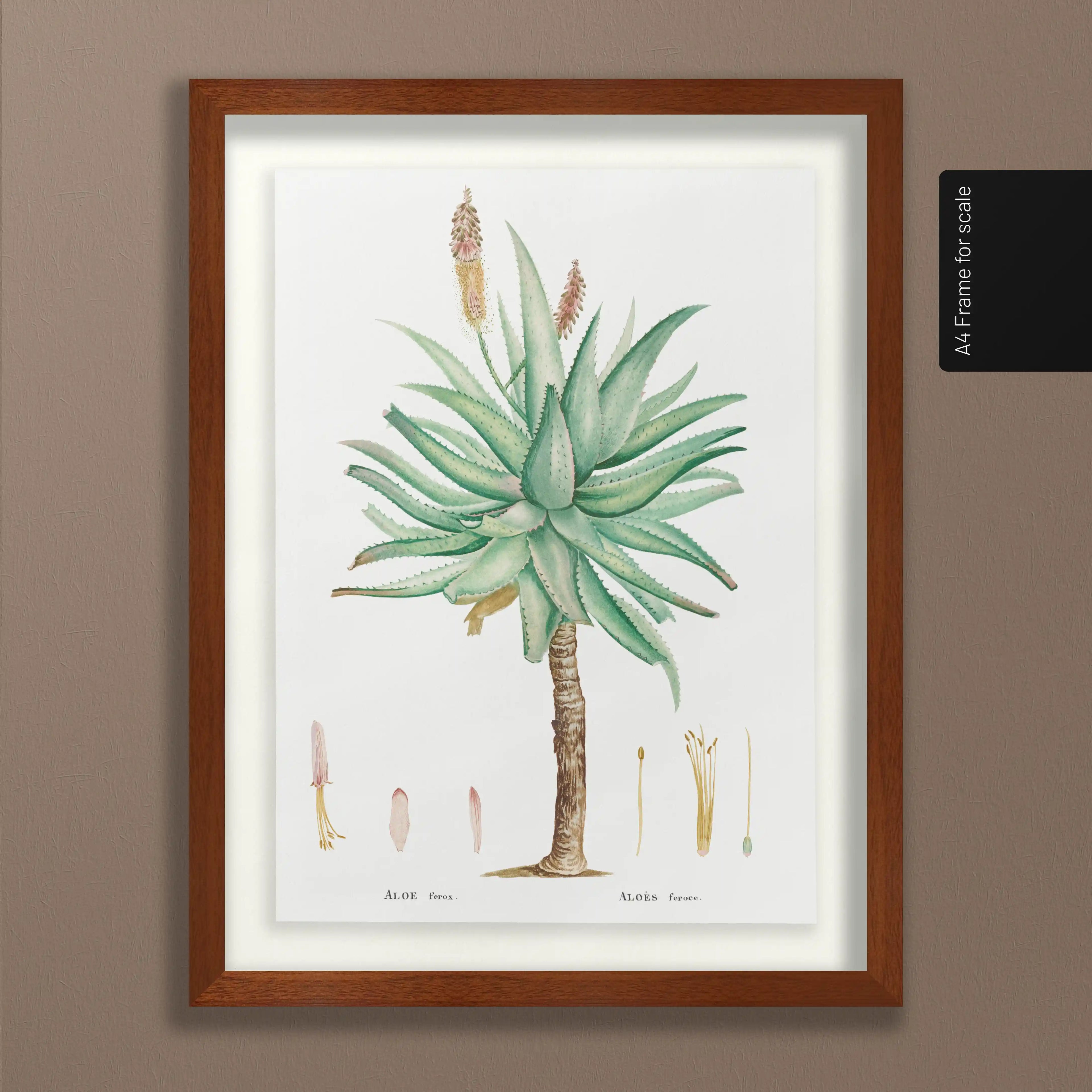 Plant Studies: Plate No. 55